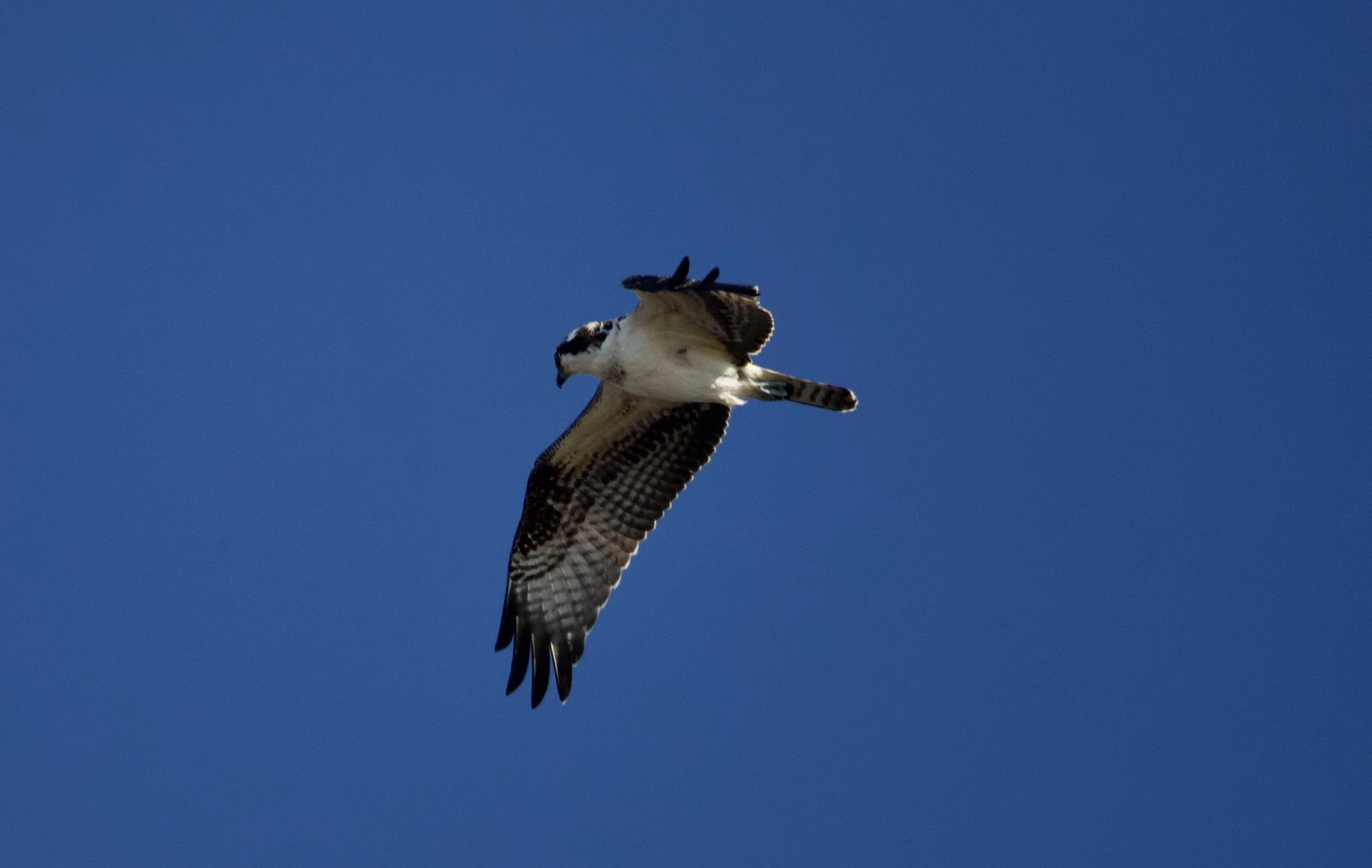 Osprey