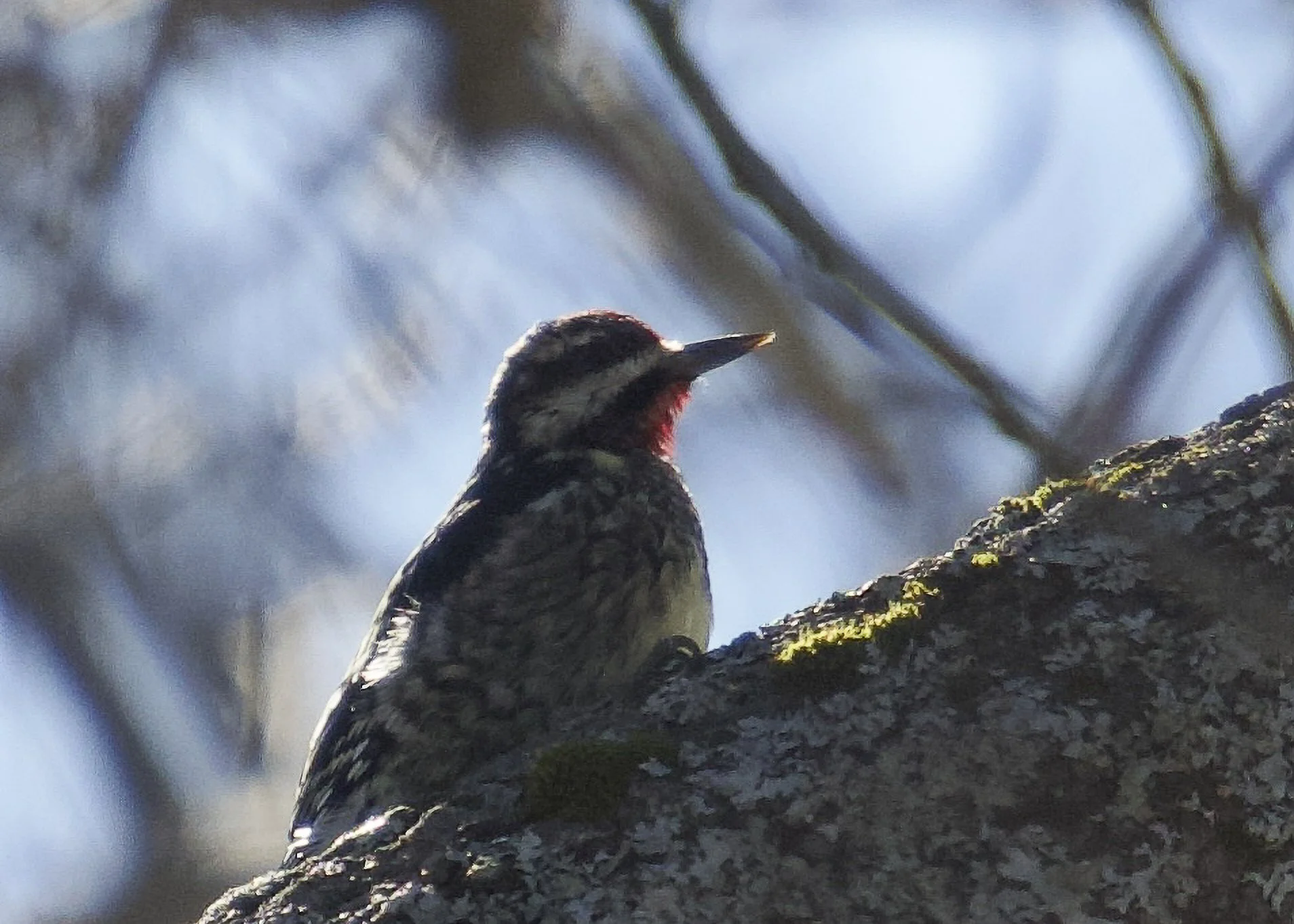Yellow-bellied Sapsucker