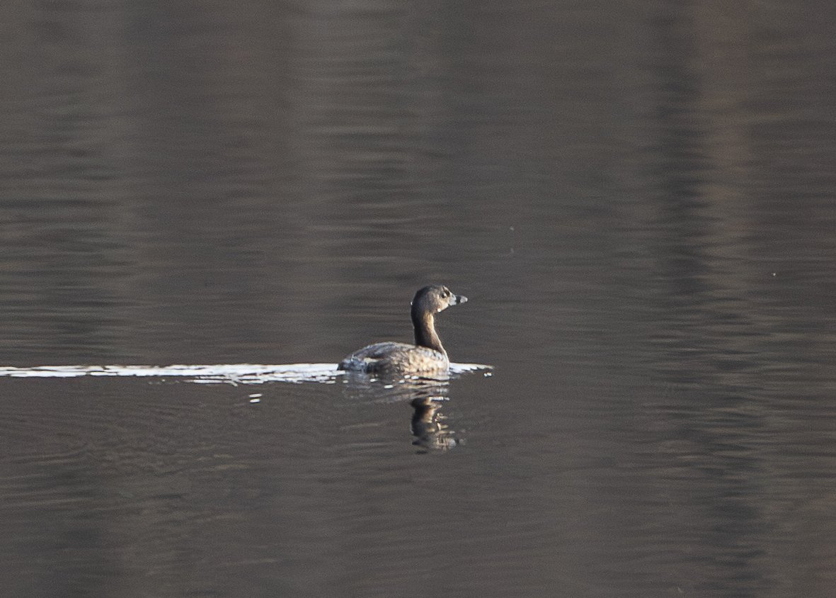 Pied-billed Grebe