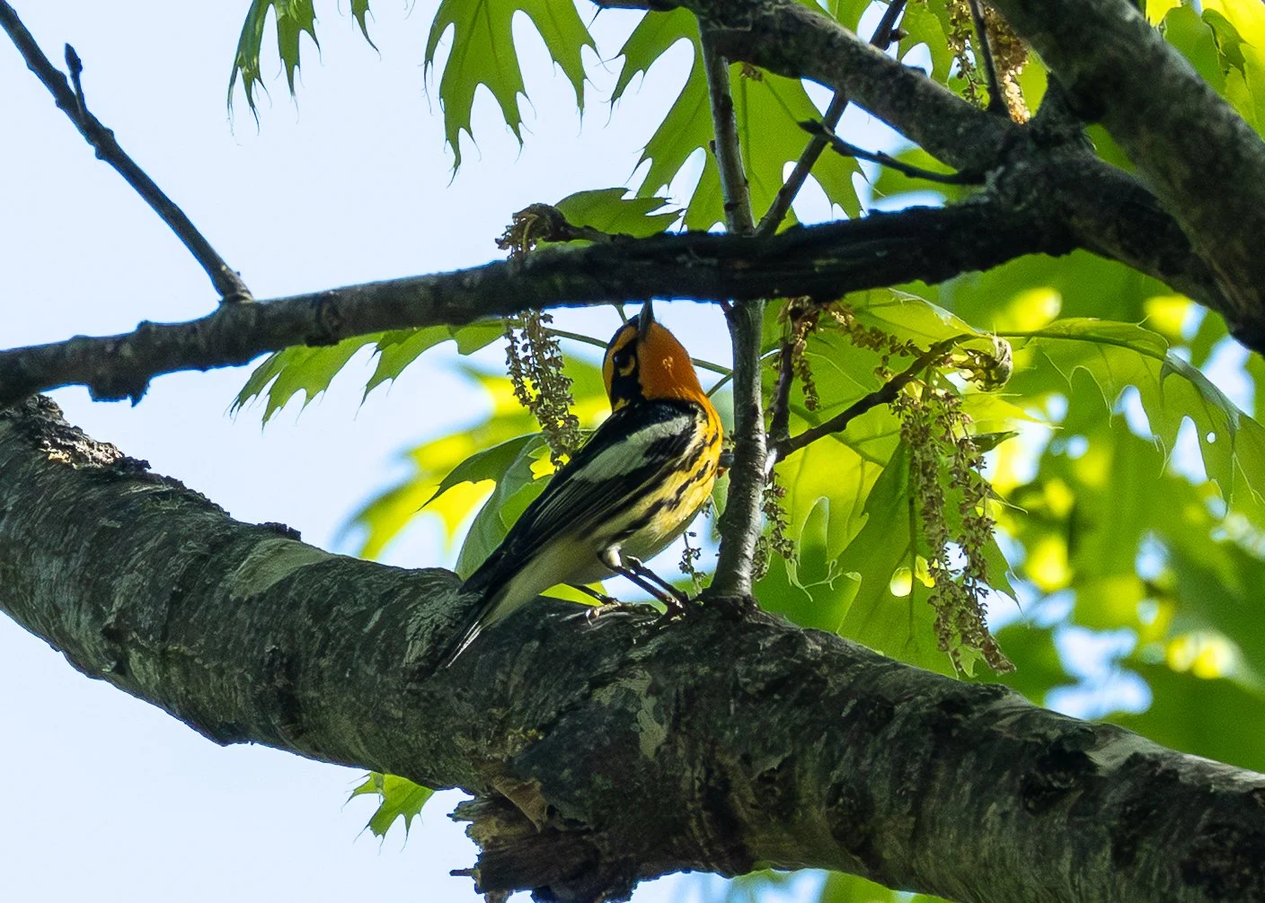 Blackburnian Warbler (male)