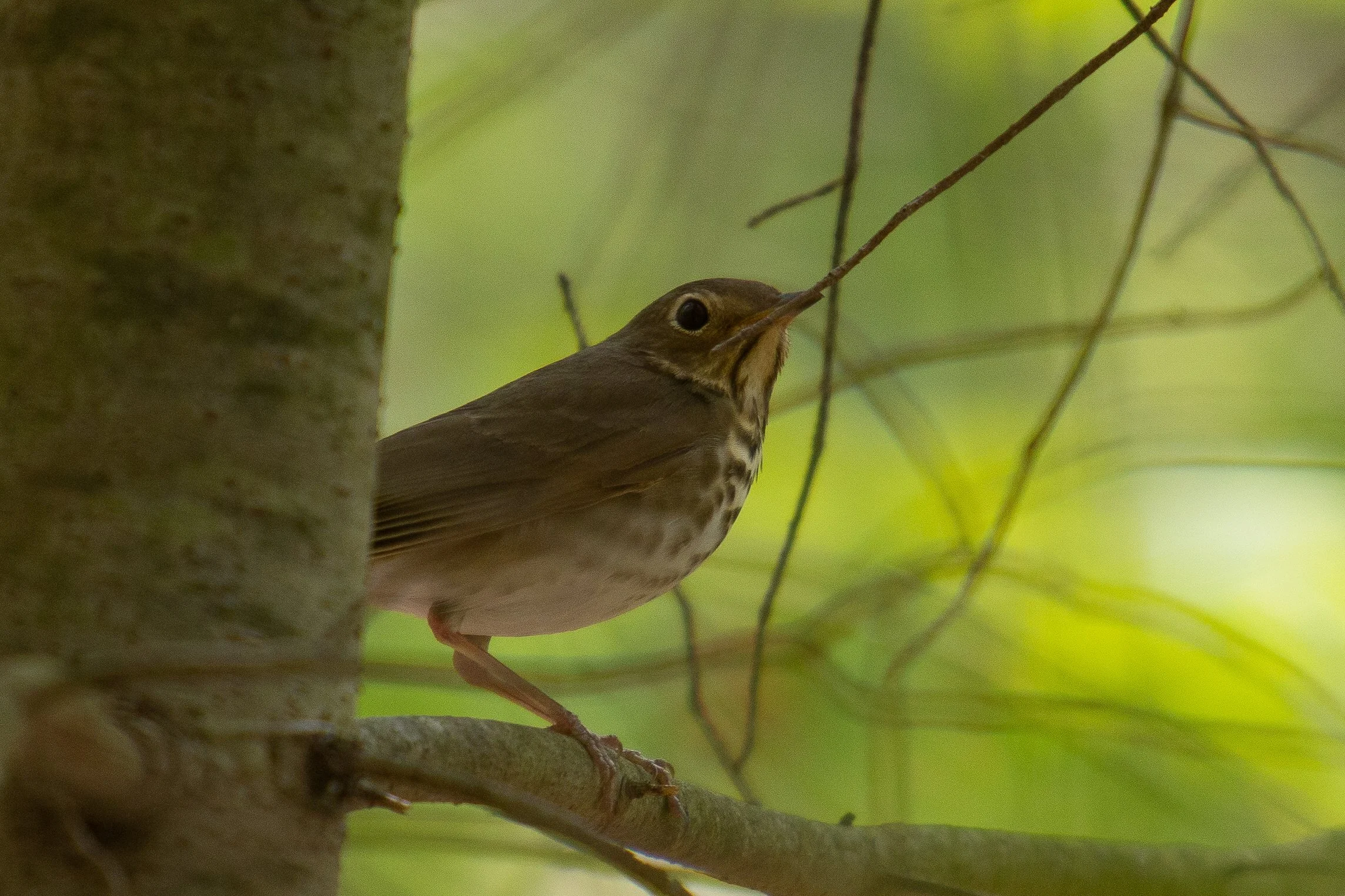 Swainson's Thrush