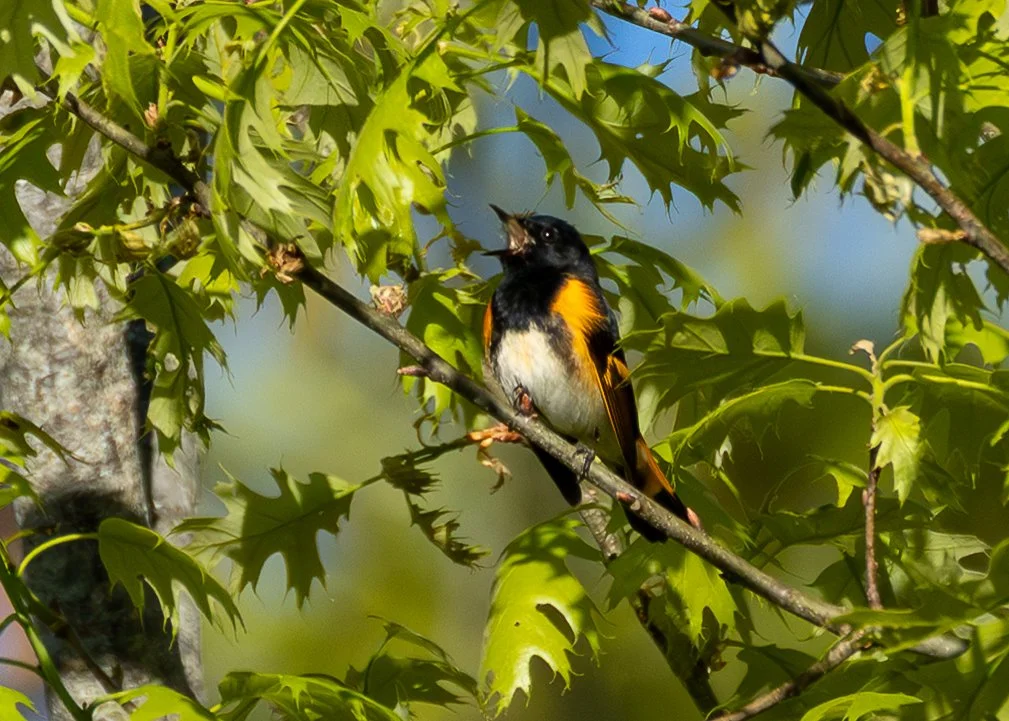 American Redstart (Male)