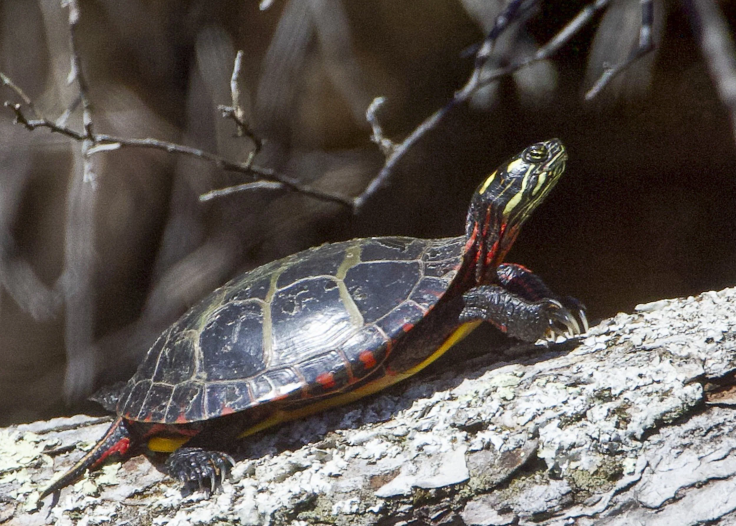 Painted Turtle