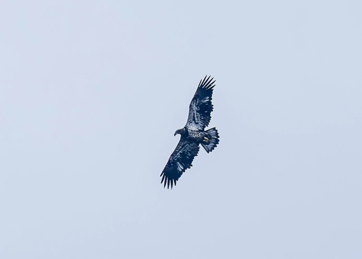 Bald Eagle (immature)