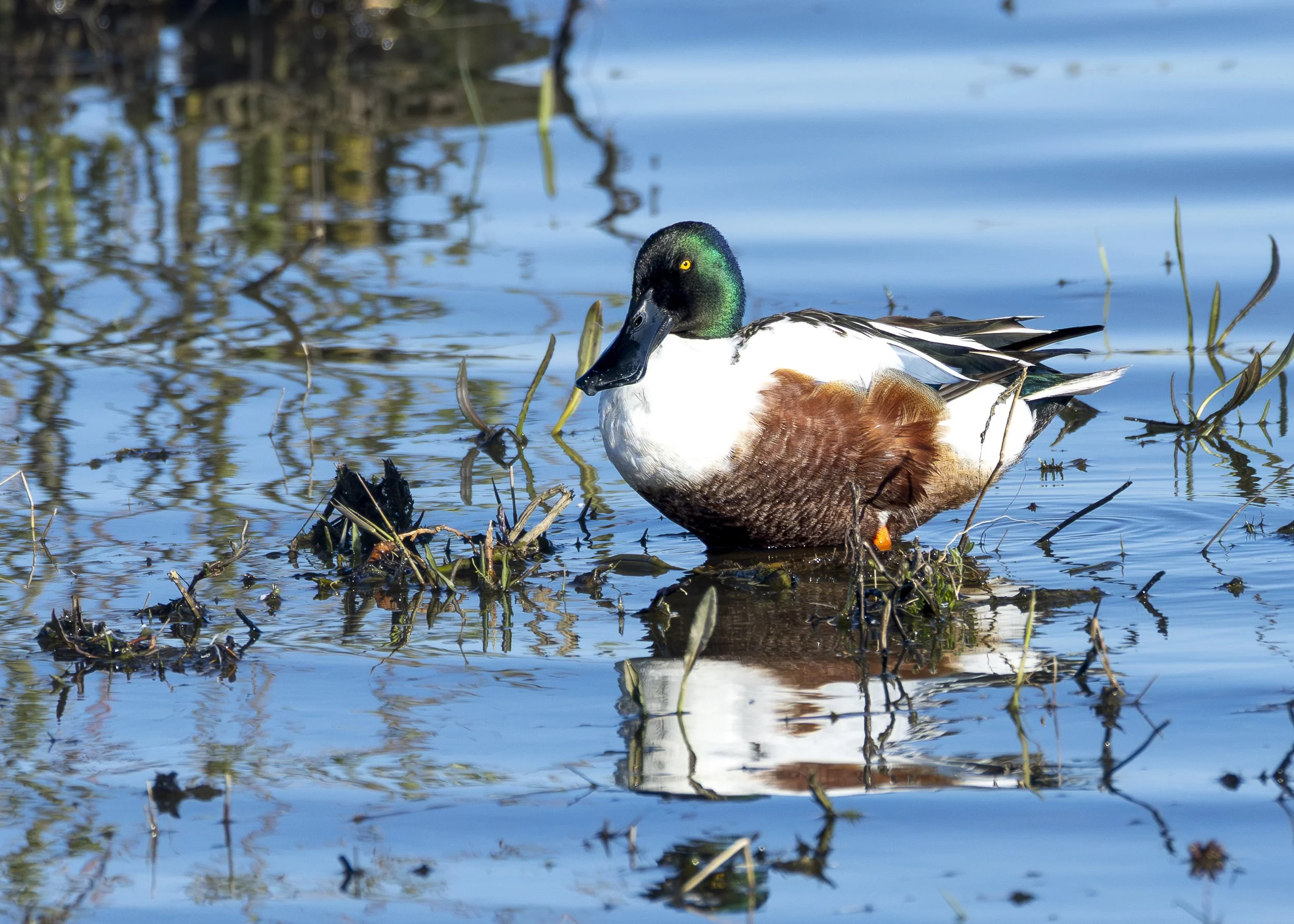 Northern Shoveler