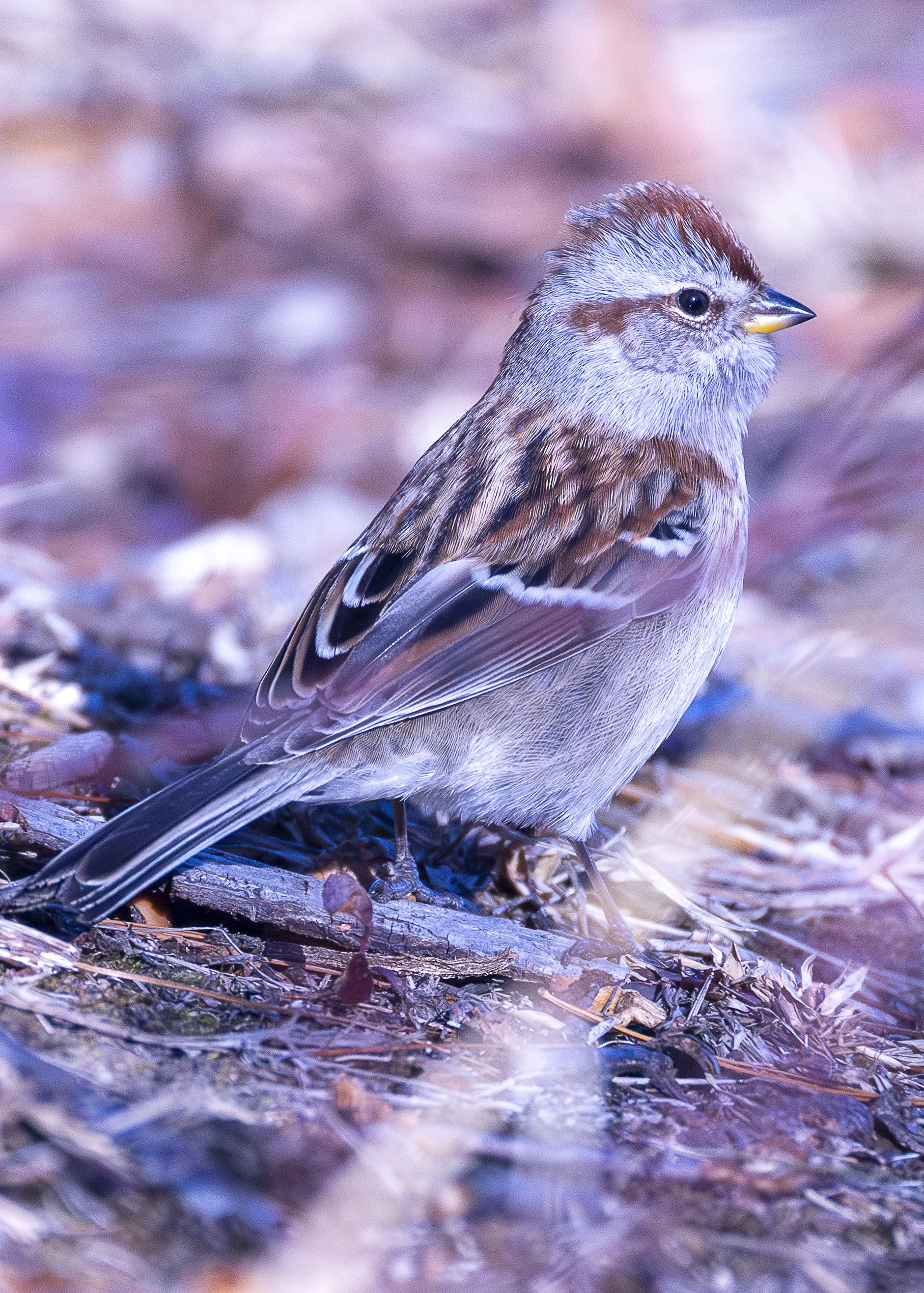 American Tree Sparrow