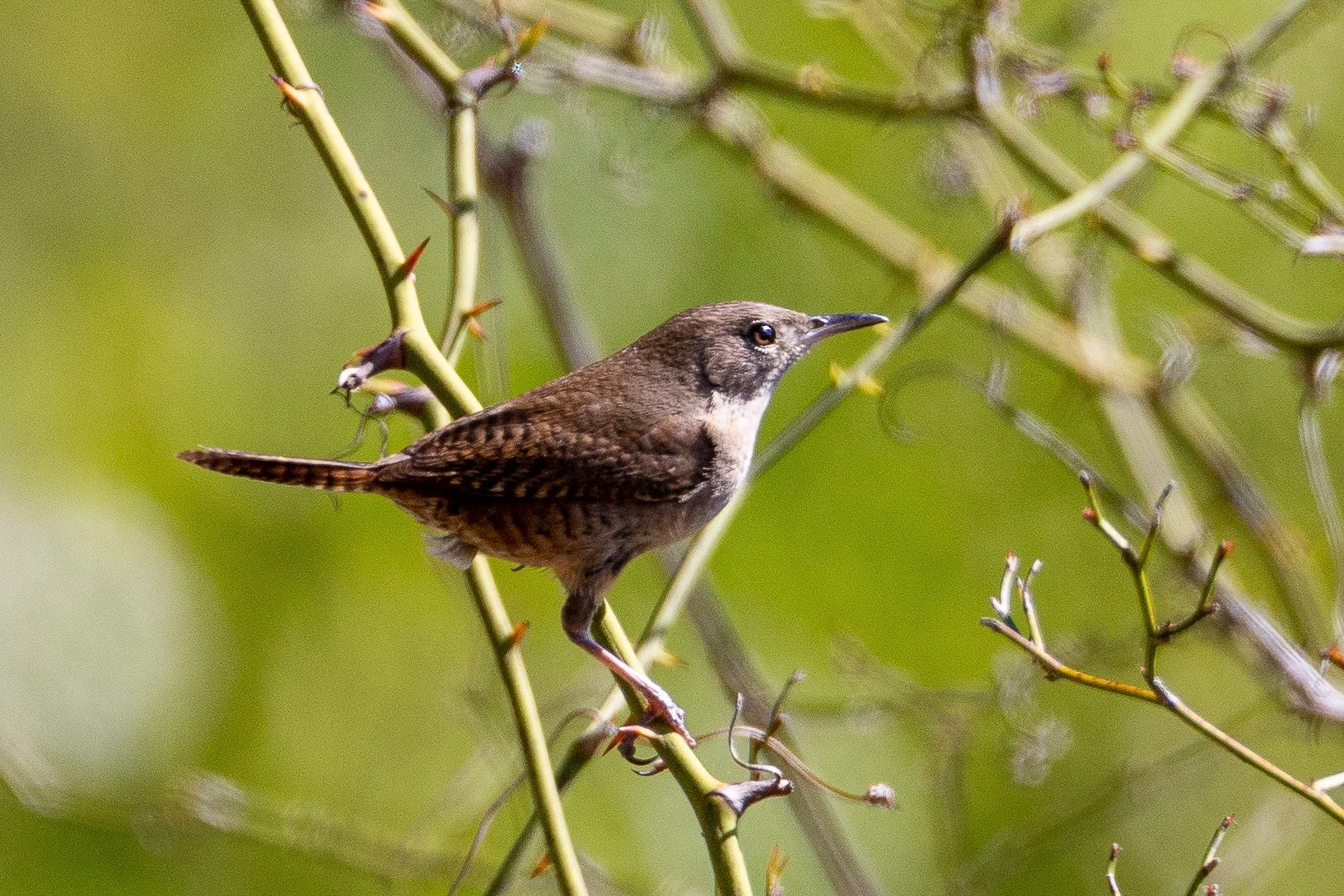 Northern House Wren