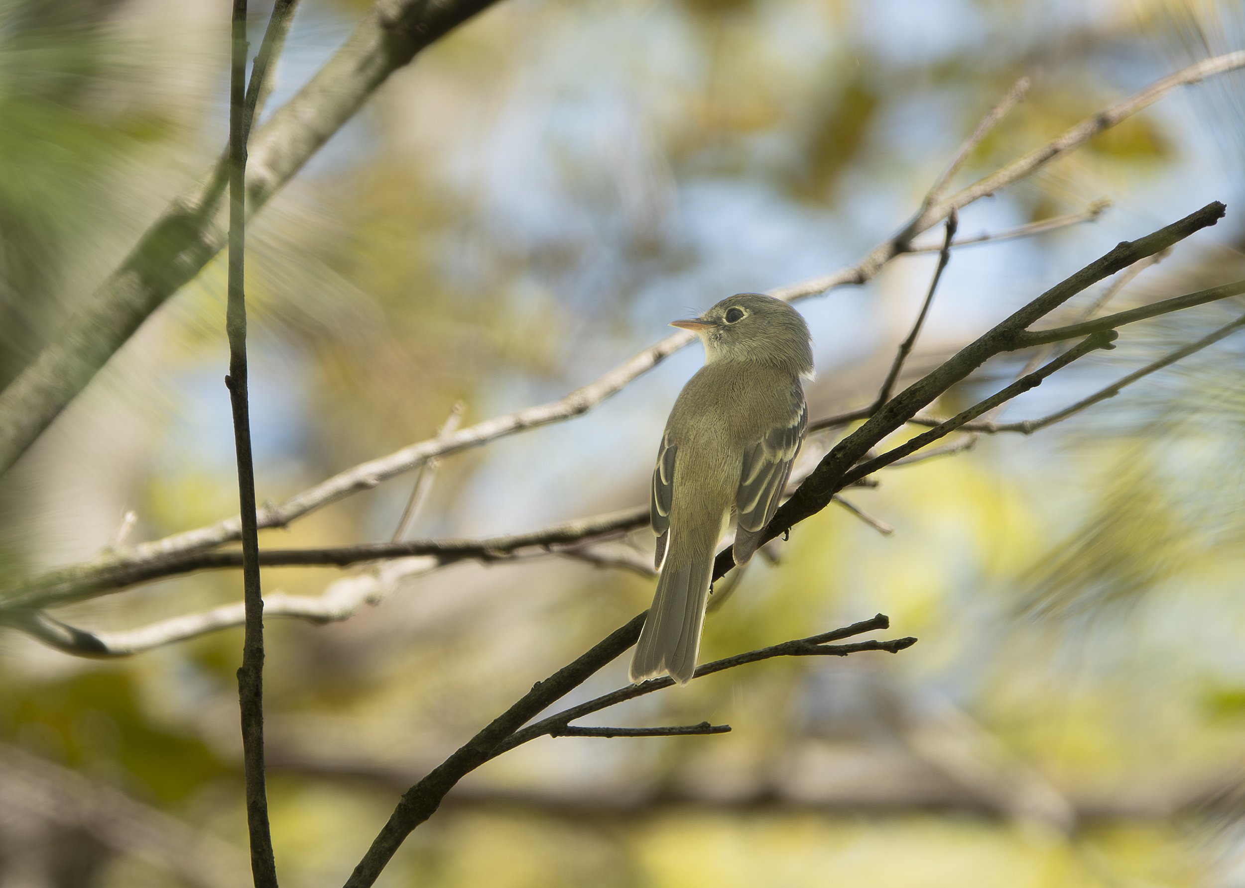 Least Flycatcher