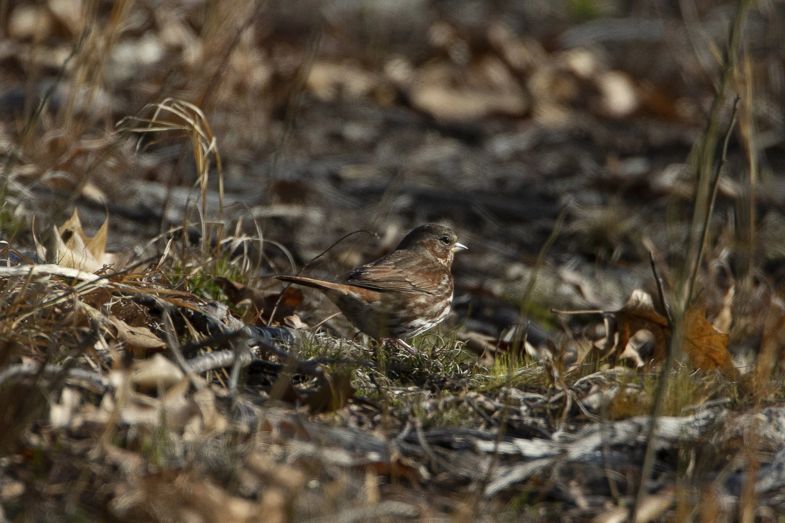 Fox Sparrow