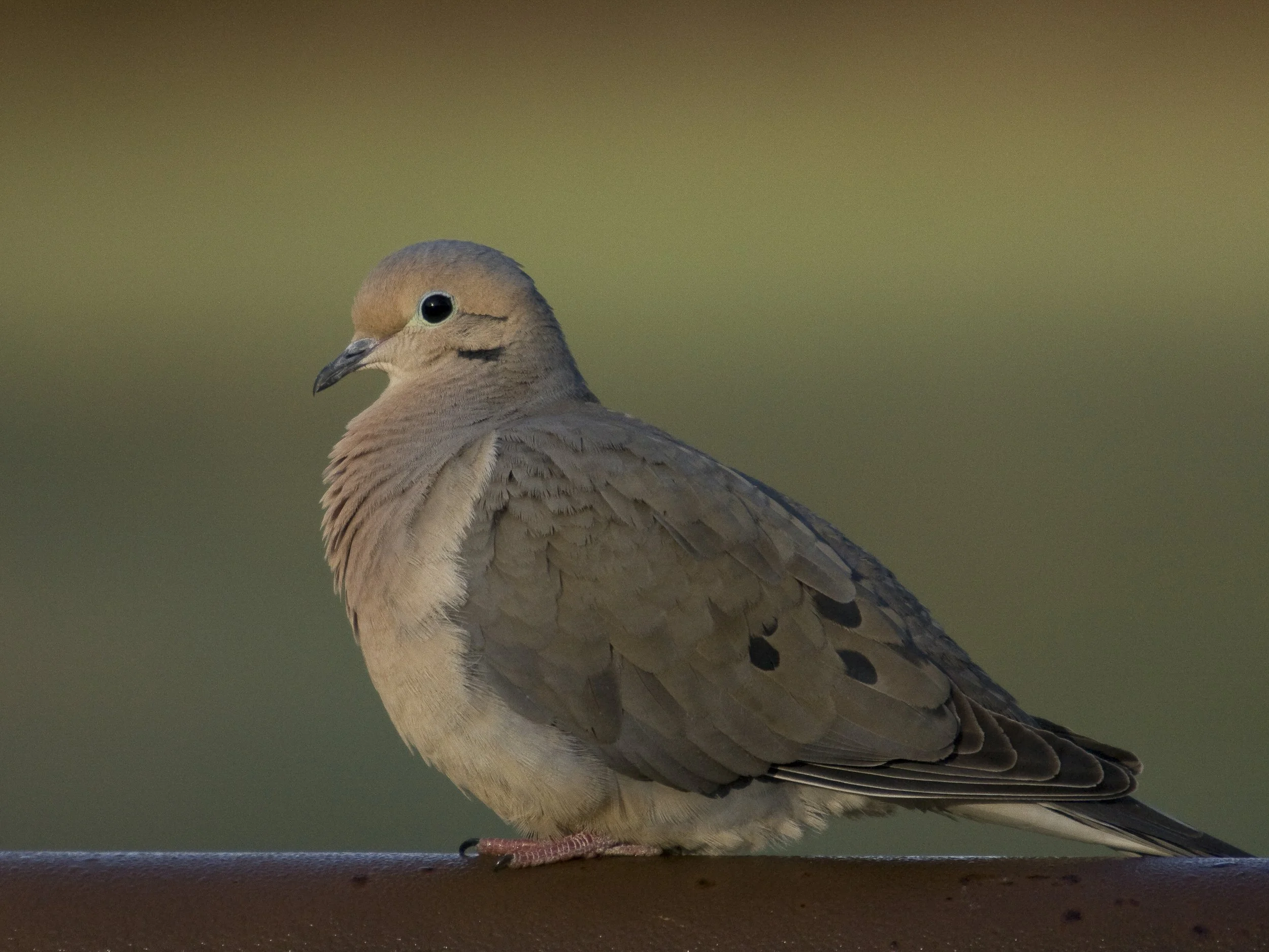 Mourning Dove