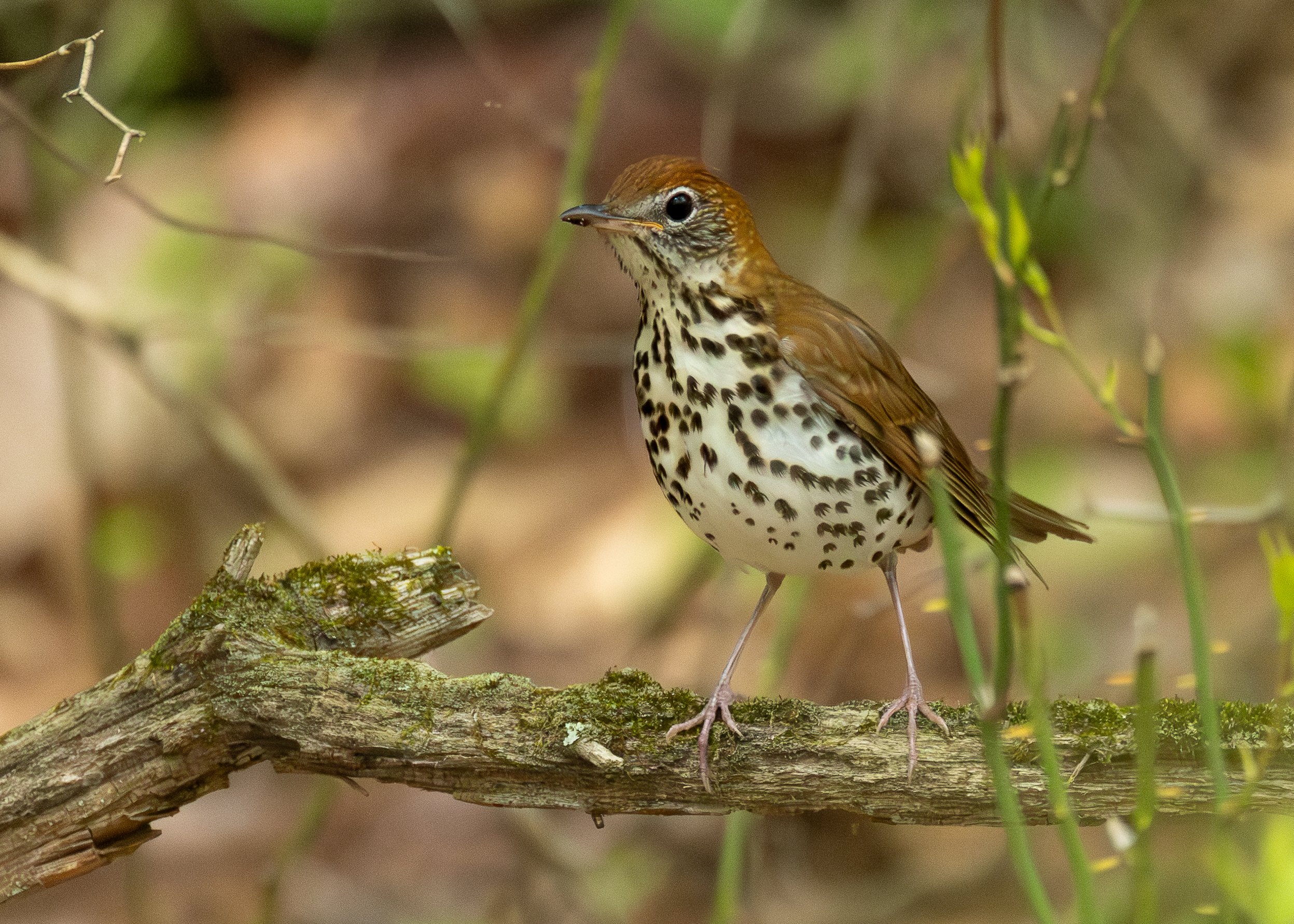 Wood Thrush