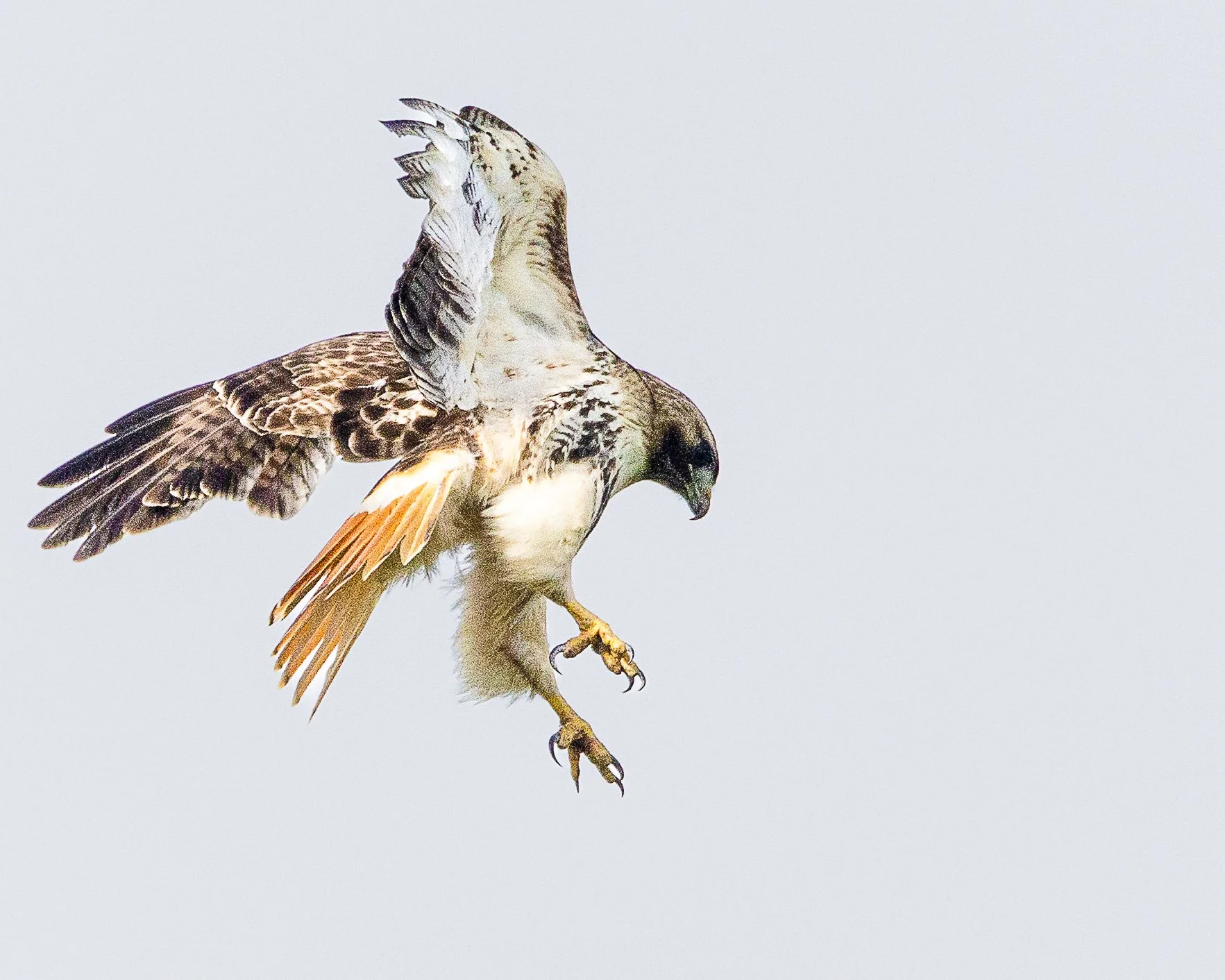 Red-tailed Hawk