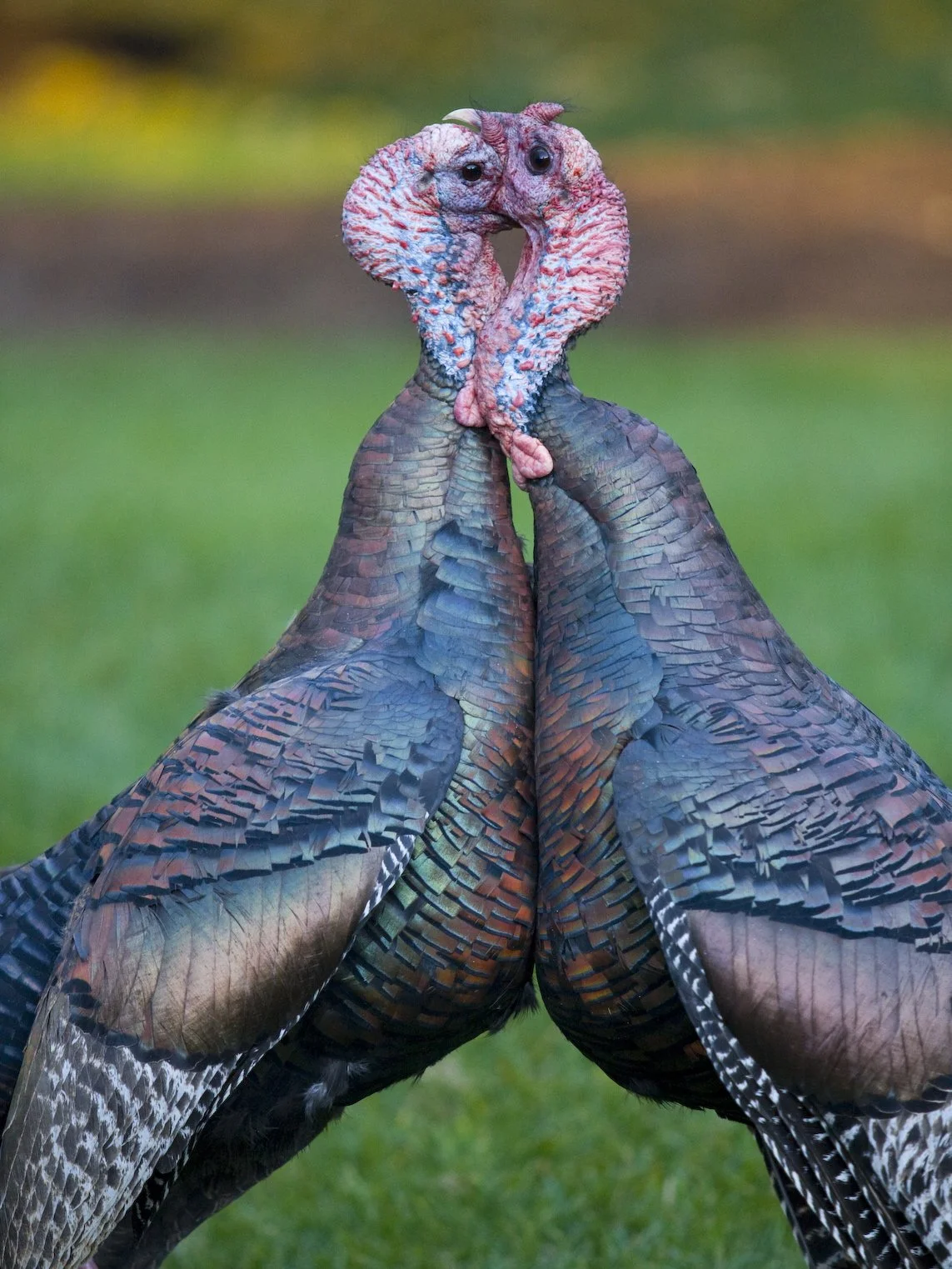Wild Turkey