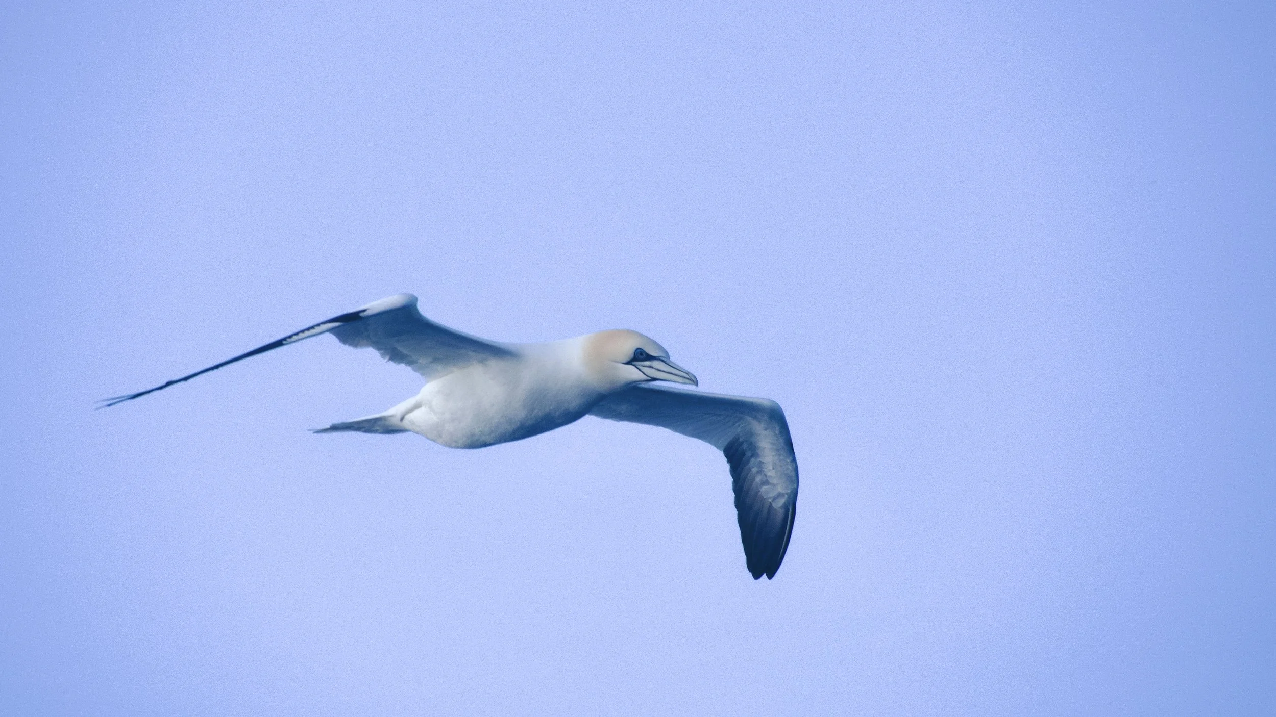 Northern Gannet