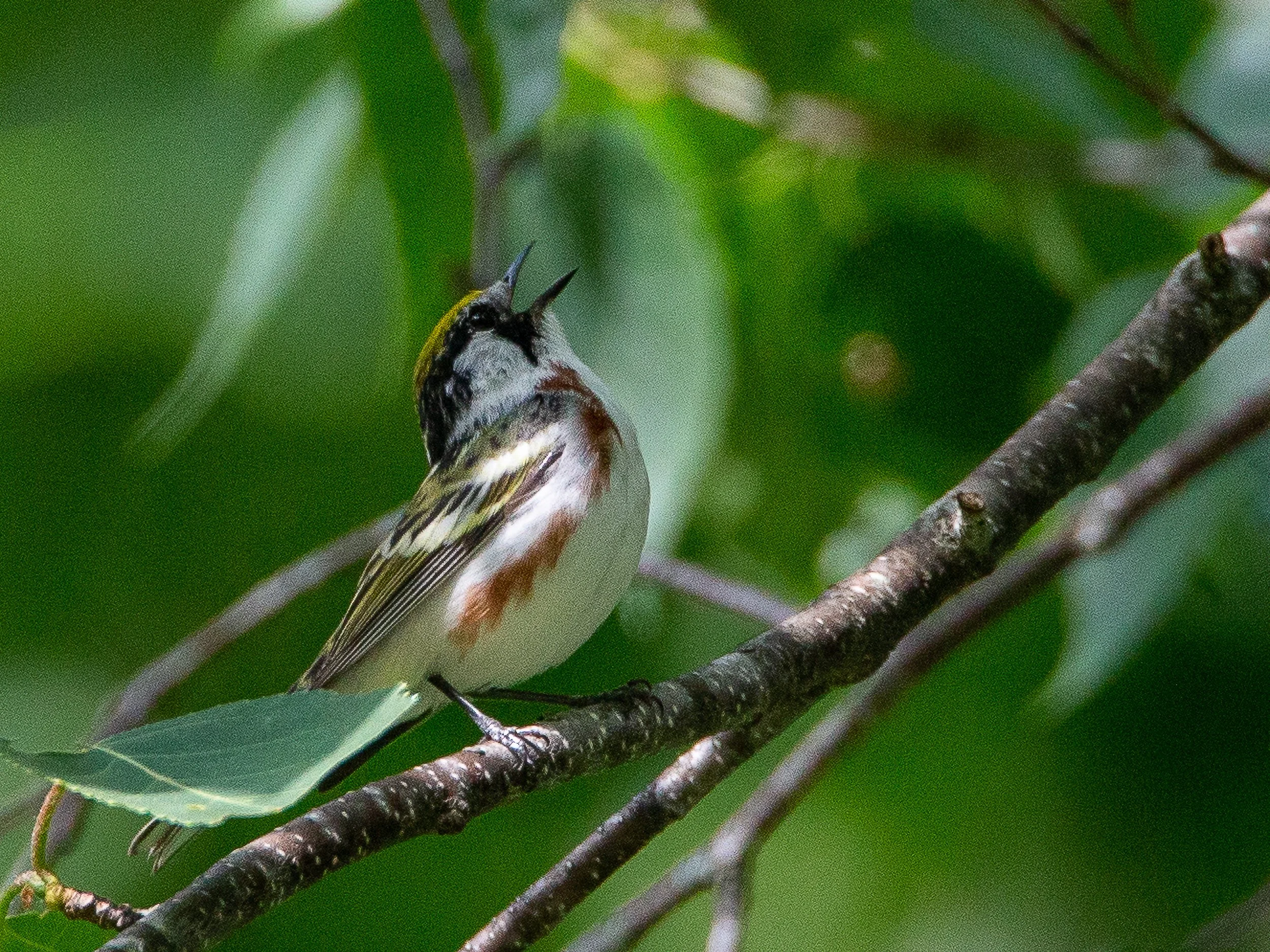 Chestnut-sided Warbler (female)