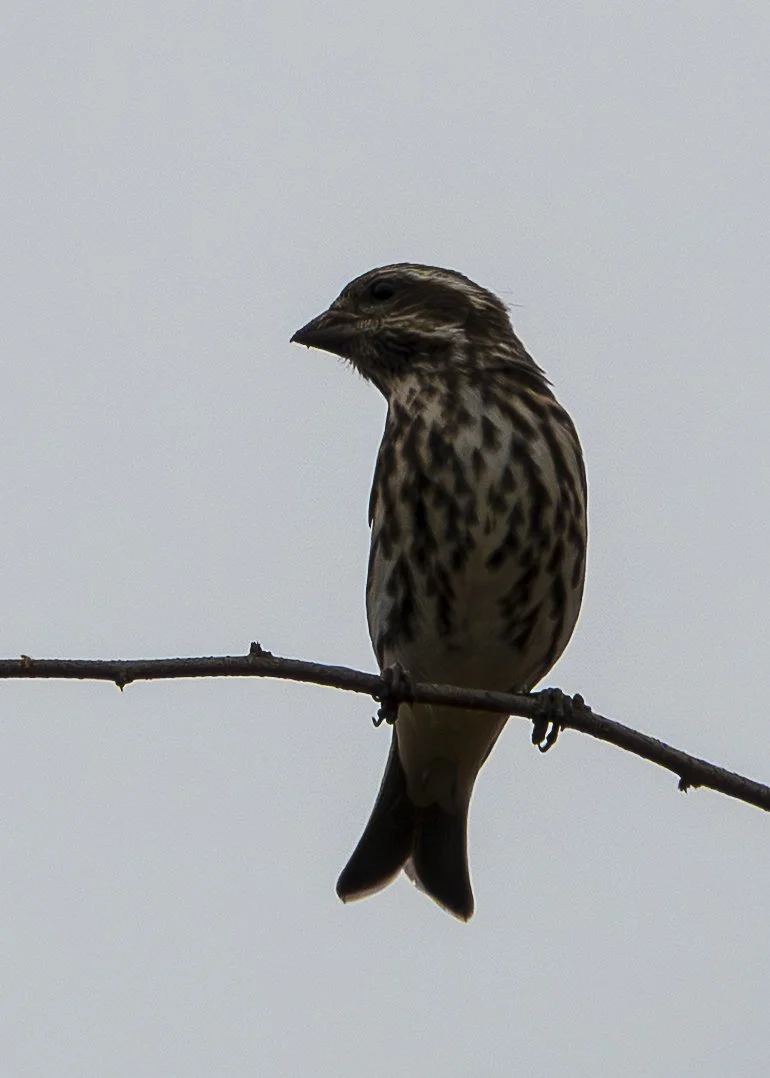 Purple Finch (female)