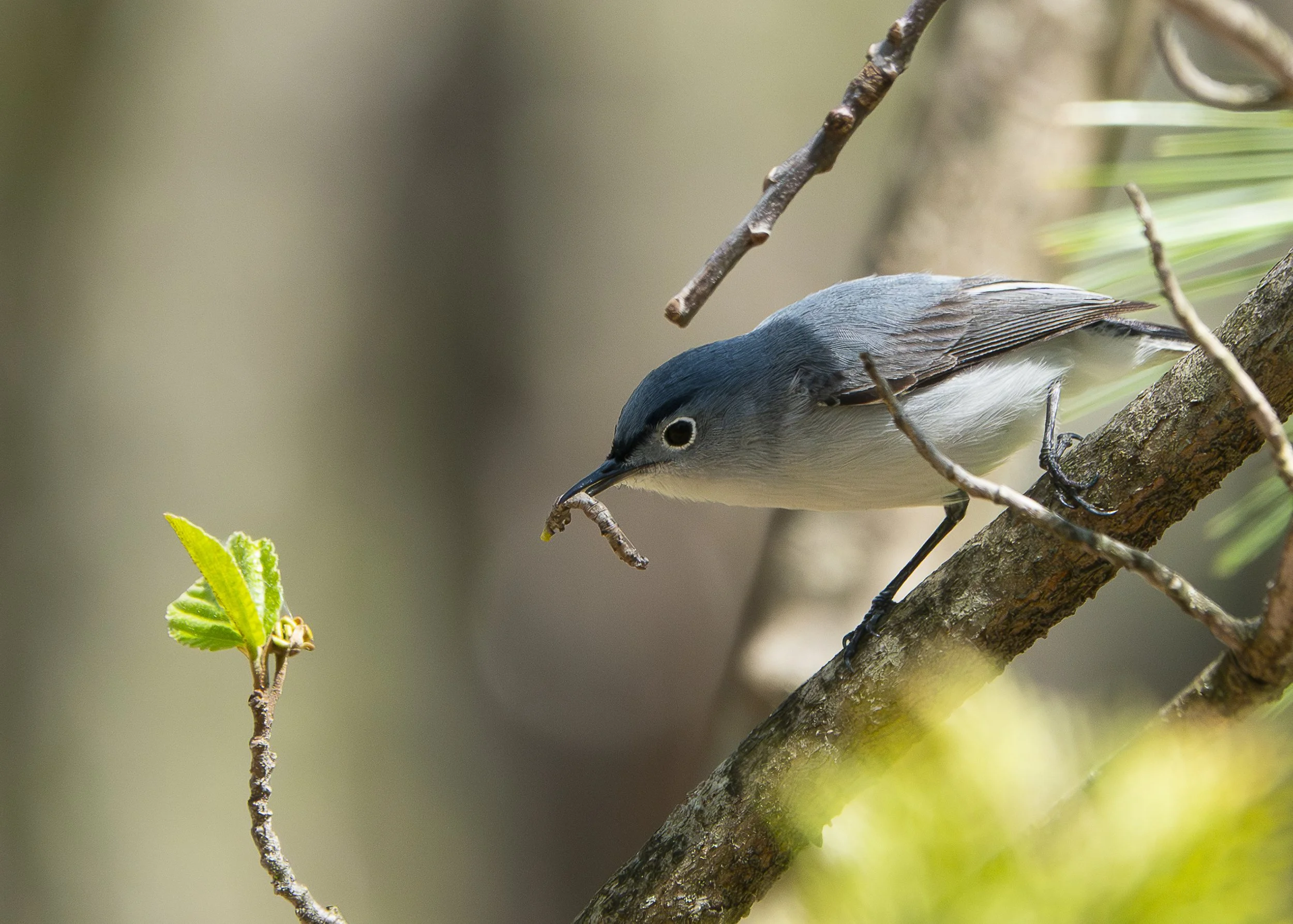 Blue-gray Gnatcatcher