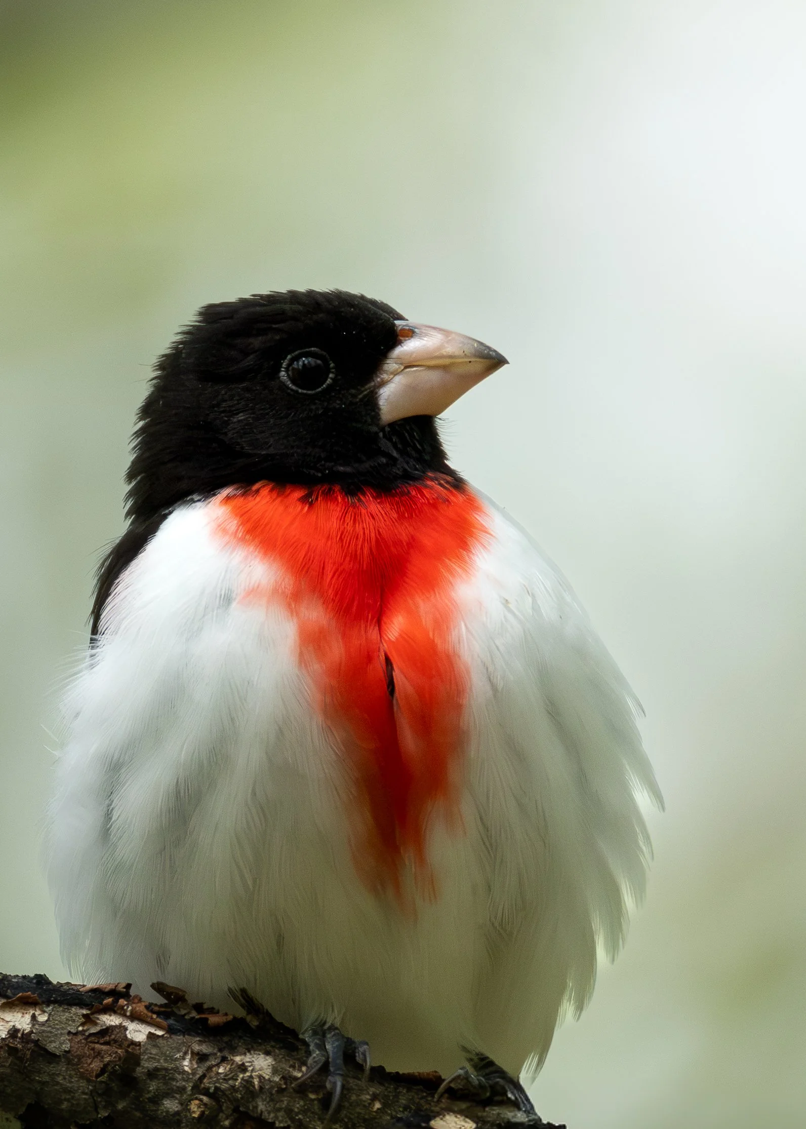 Rose-breasted Grossbeak (male)