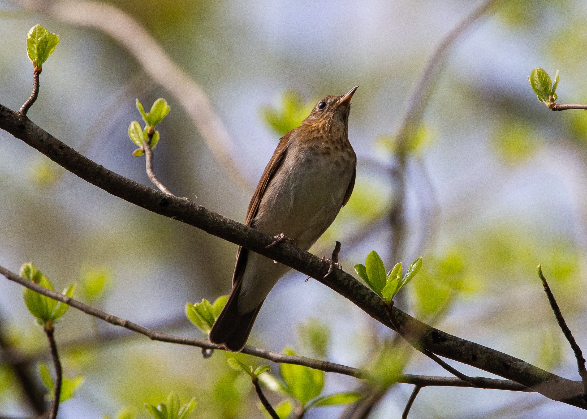 Veery