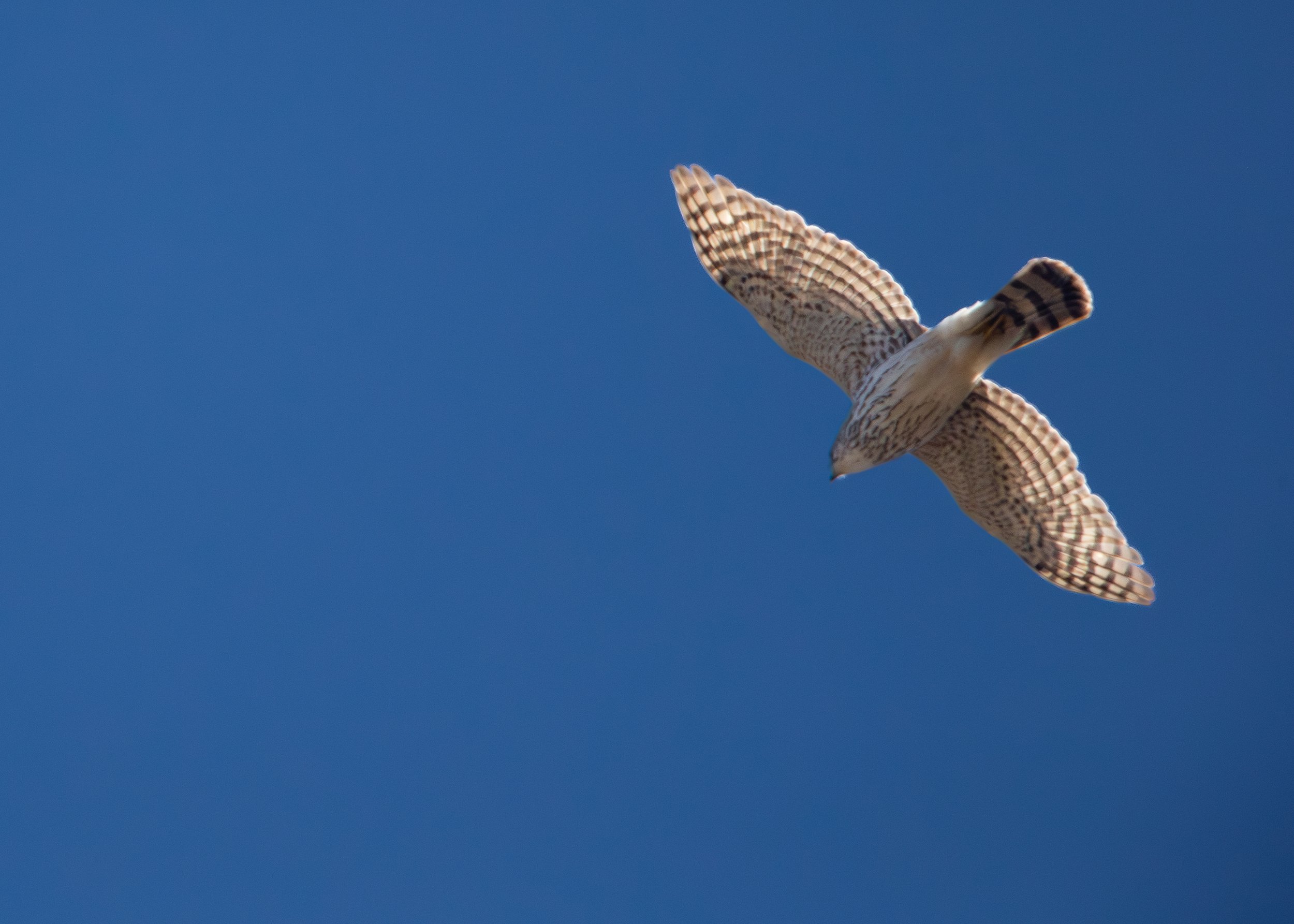 Sharp-shinned Hawk