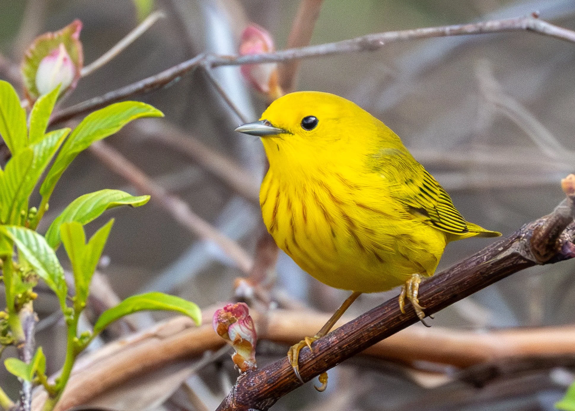 Northern Yellow warbler