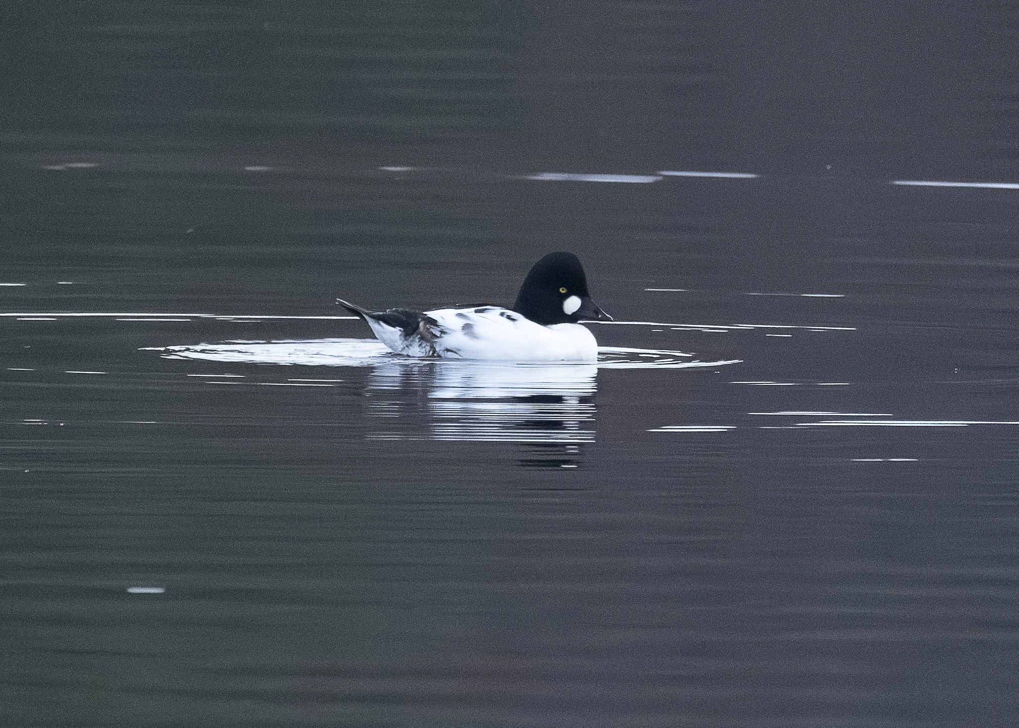 Common Goldeneye