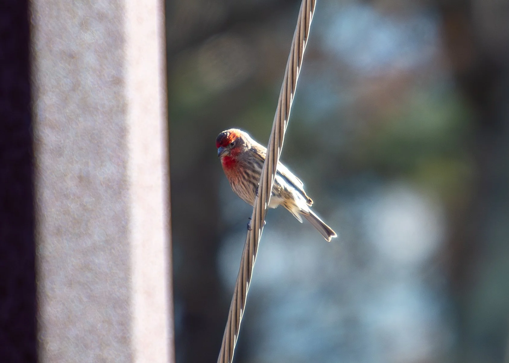 House Finch