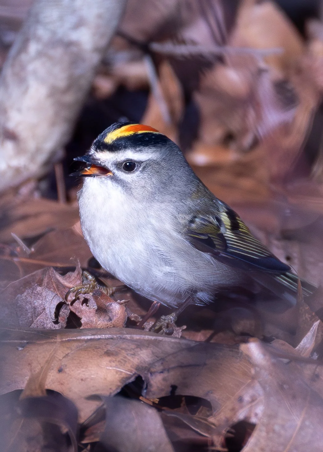 Golden-crowned Kinglet