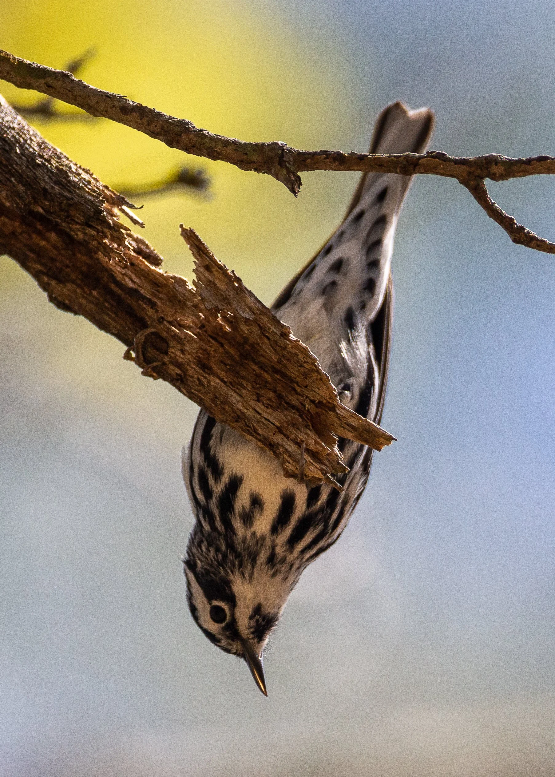 Black and White Warbler