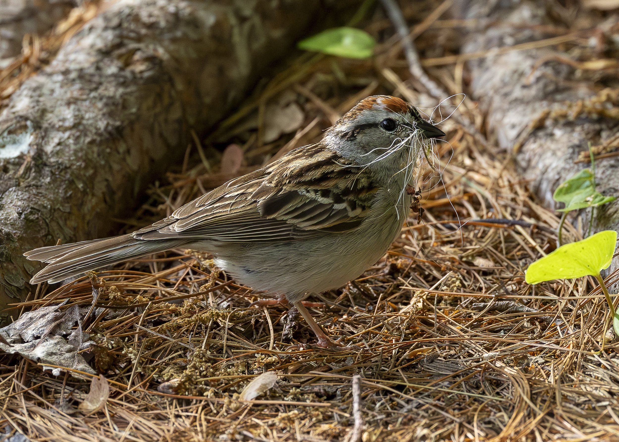 Chipping Sparrow