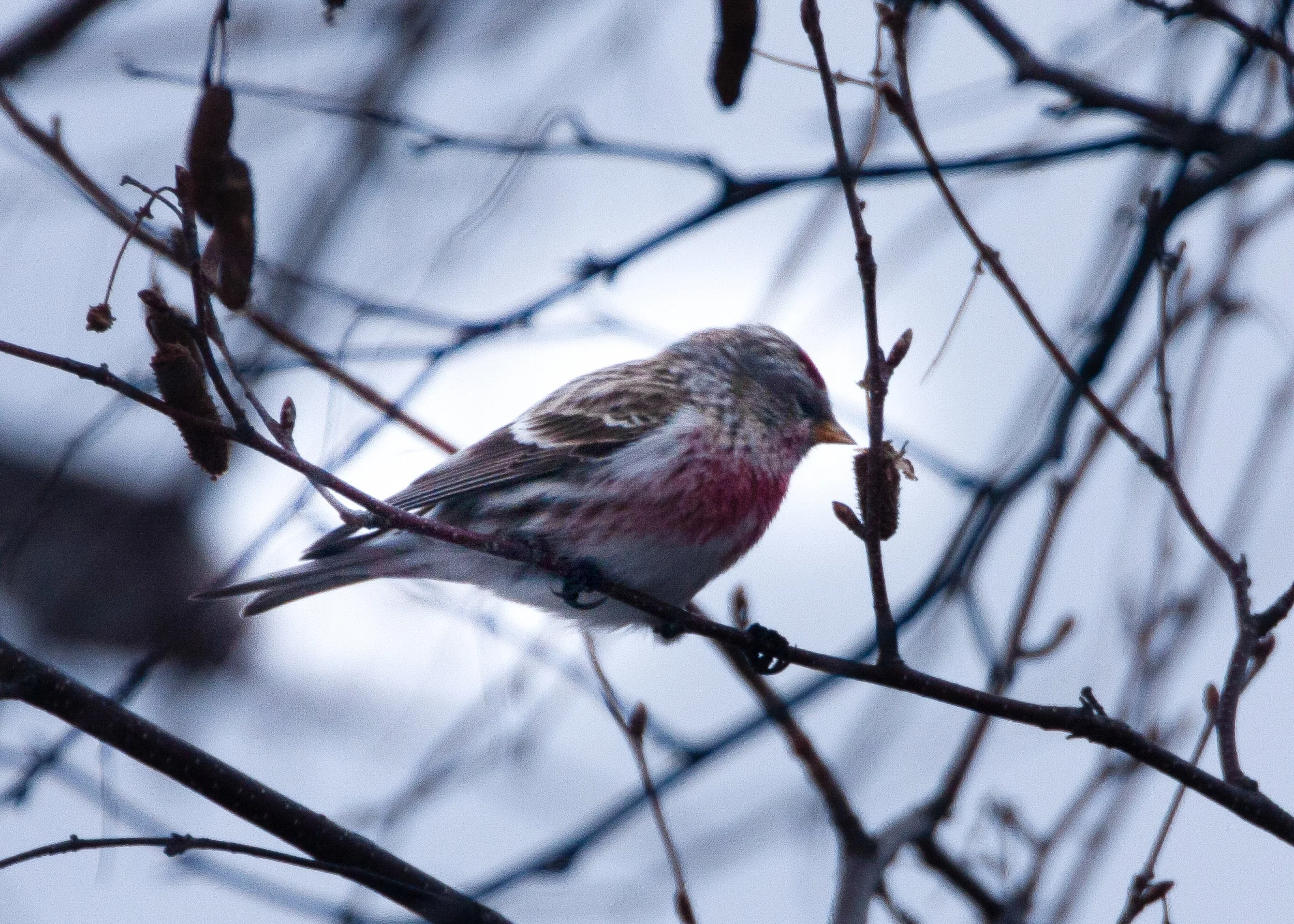 Redpoll (male)