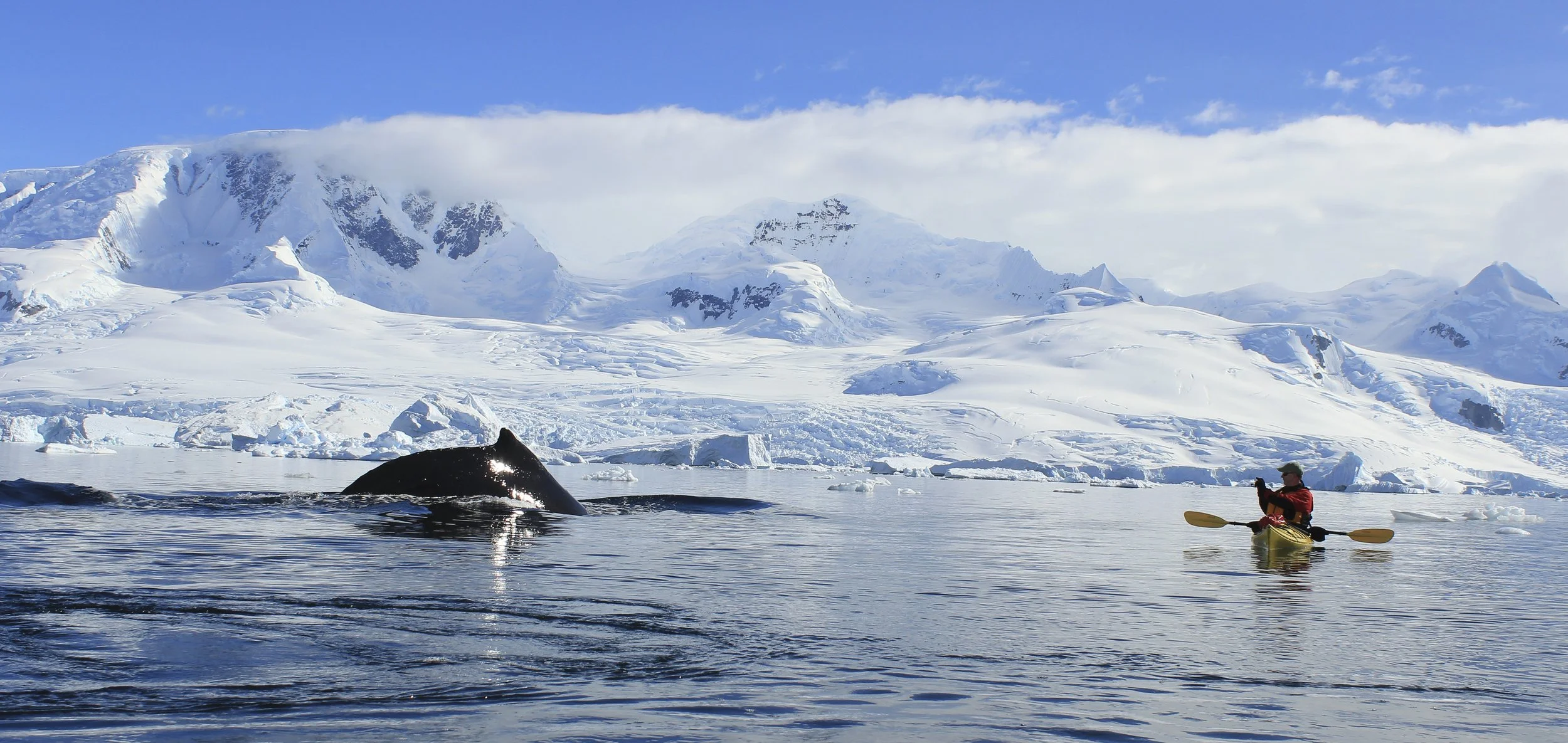 Humpback Whale