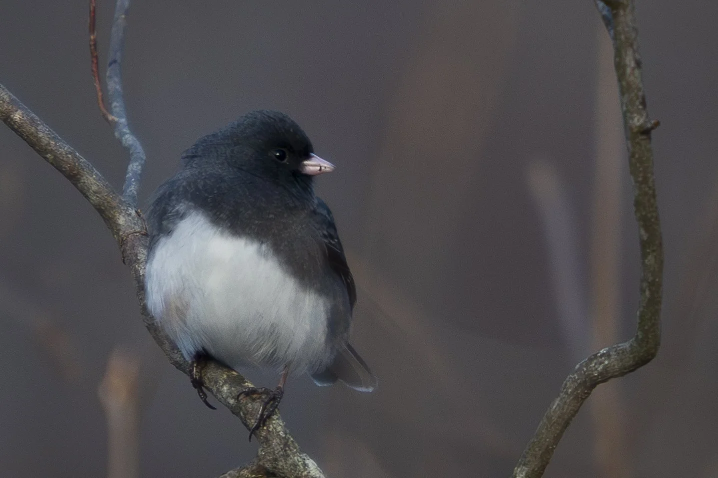 Dark-eyed Junco