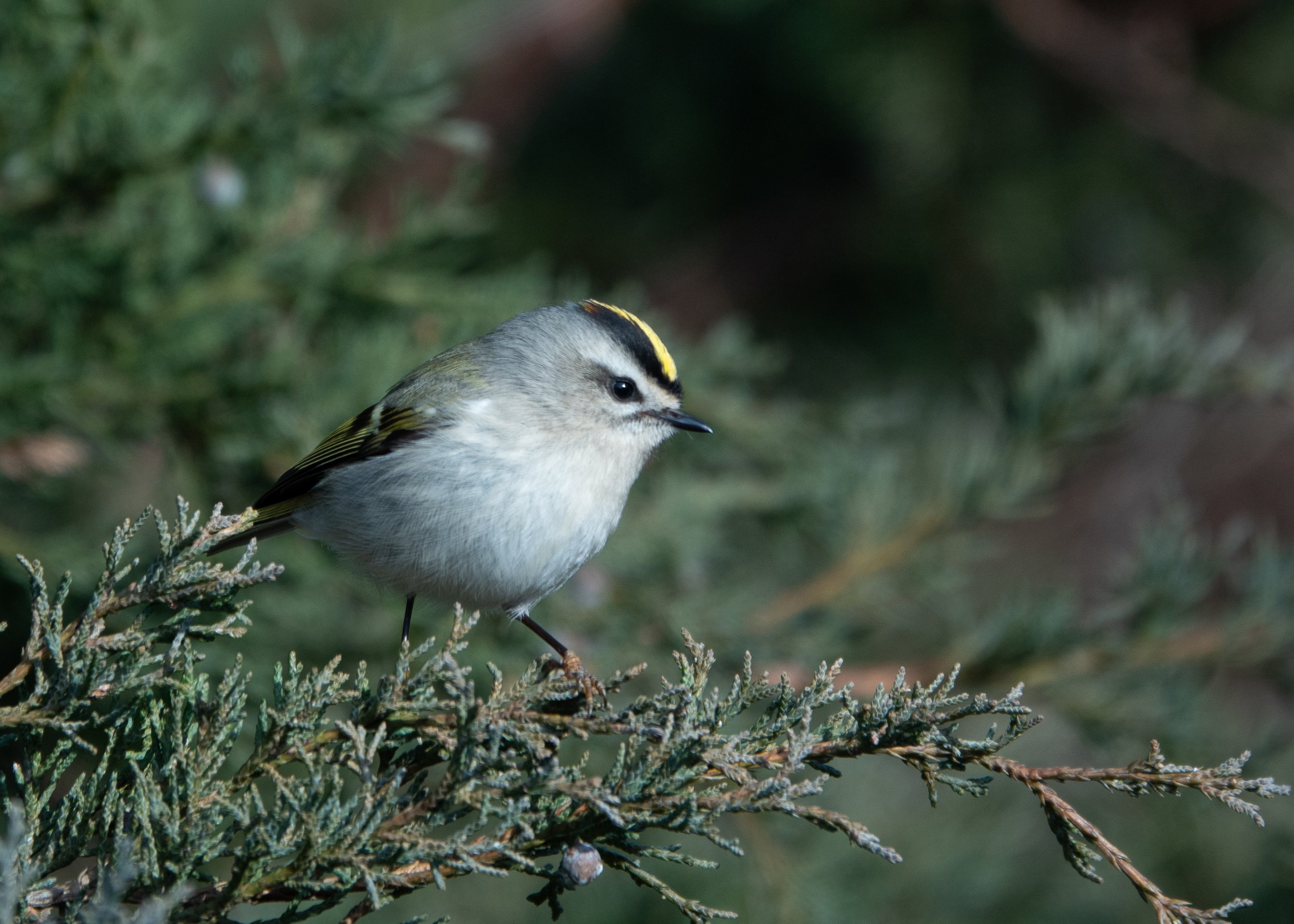 Golden-crowned Kinglet