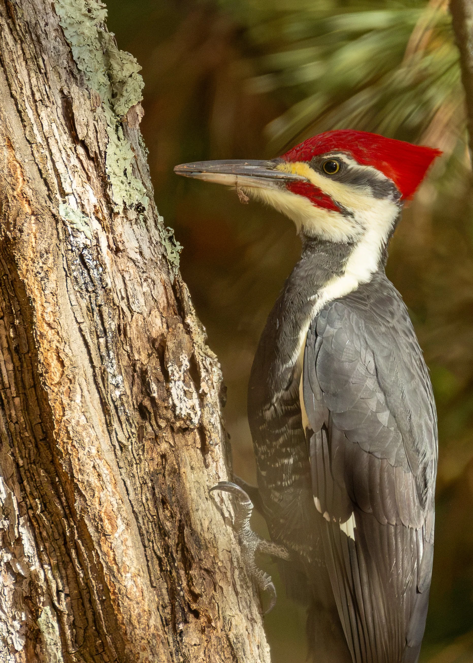 Pileated Woodpecker