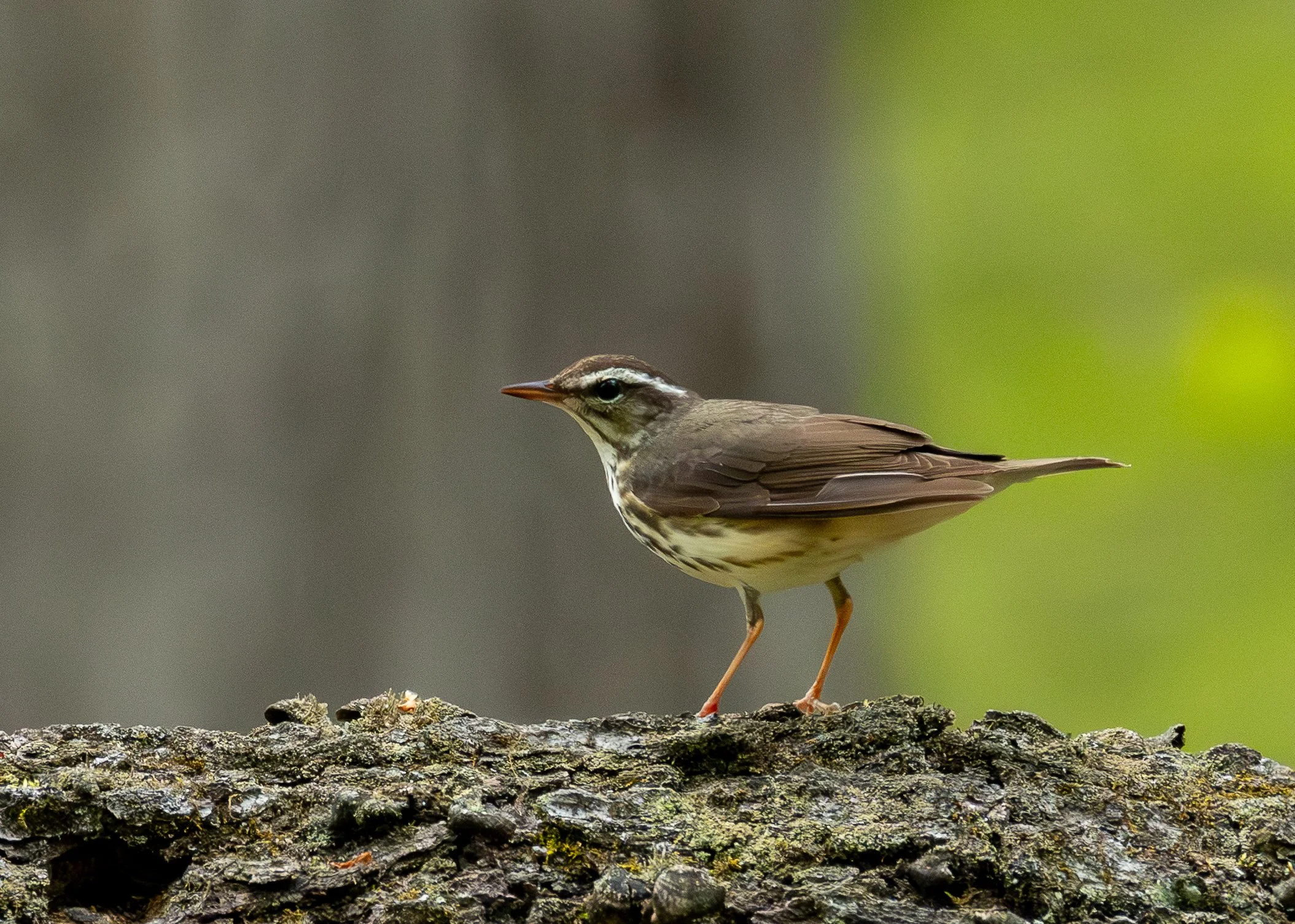 Louisiana Waterthrush