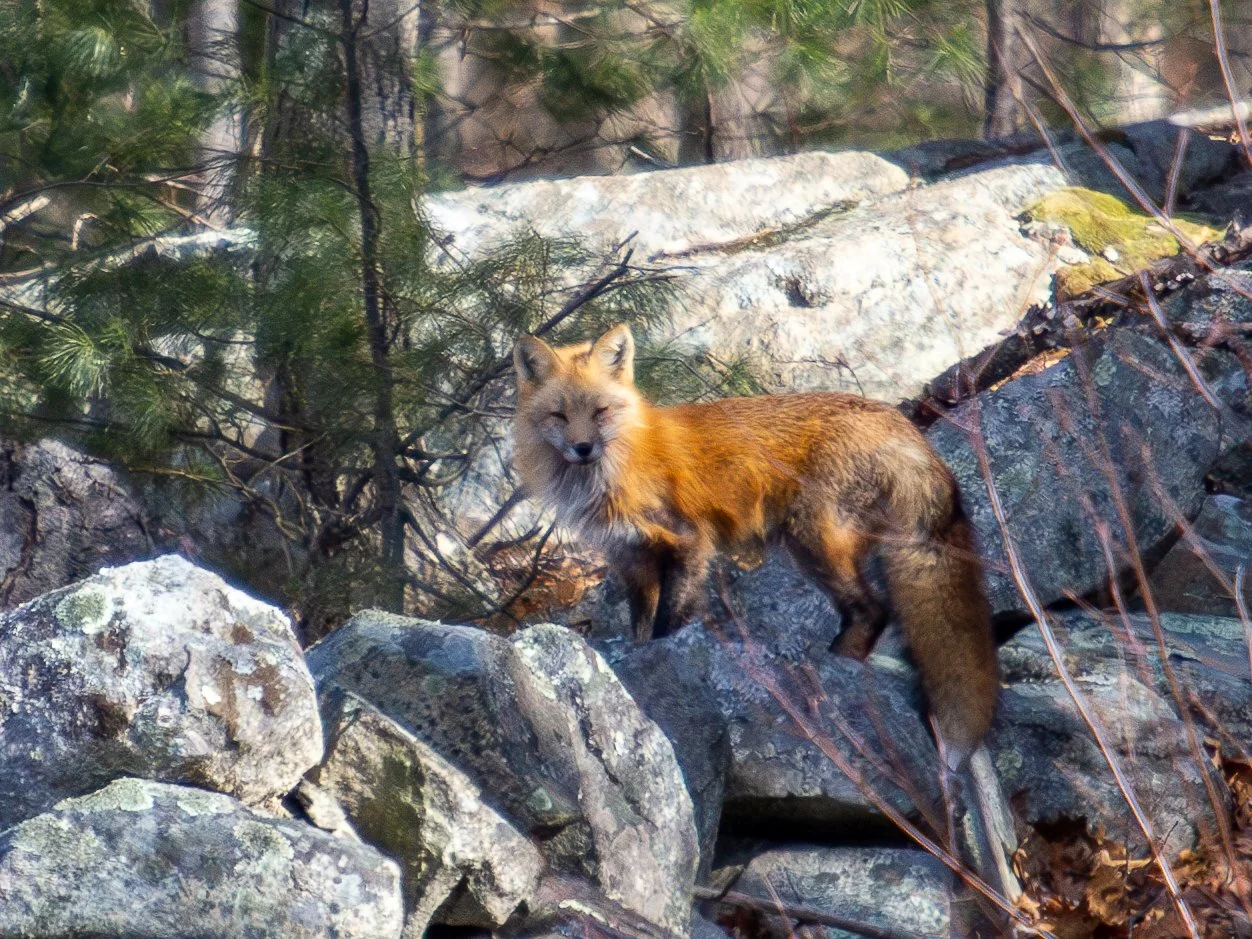 Red Fox
