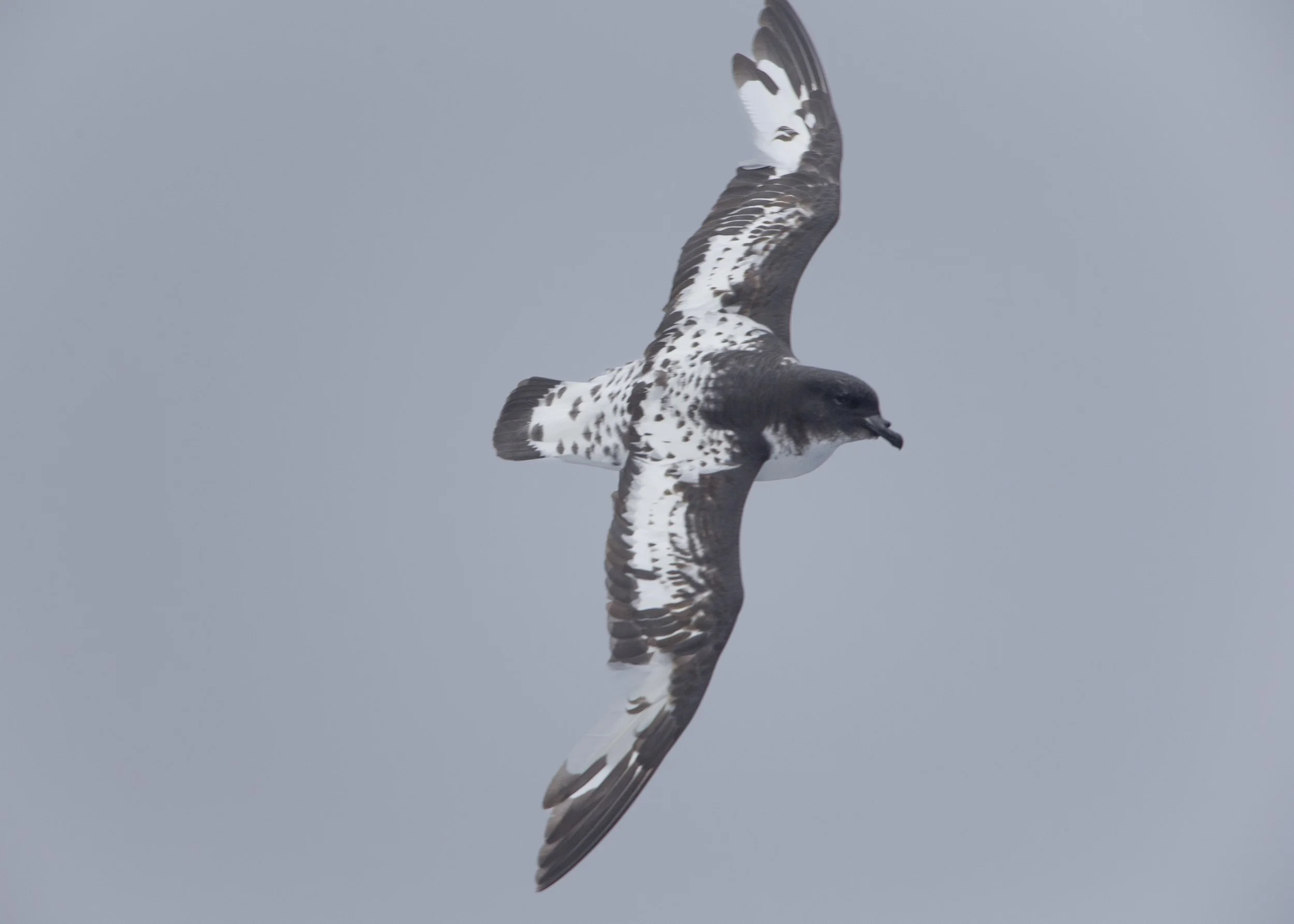 Cape Petrel
