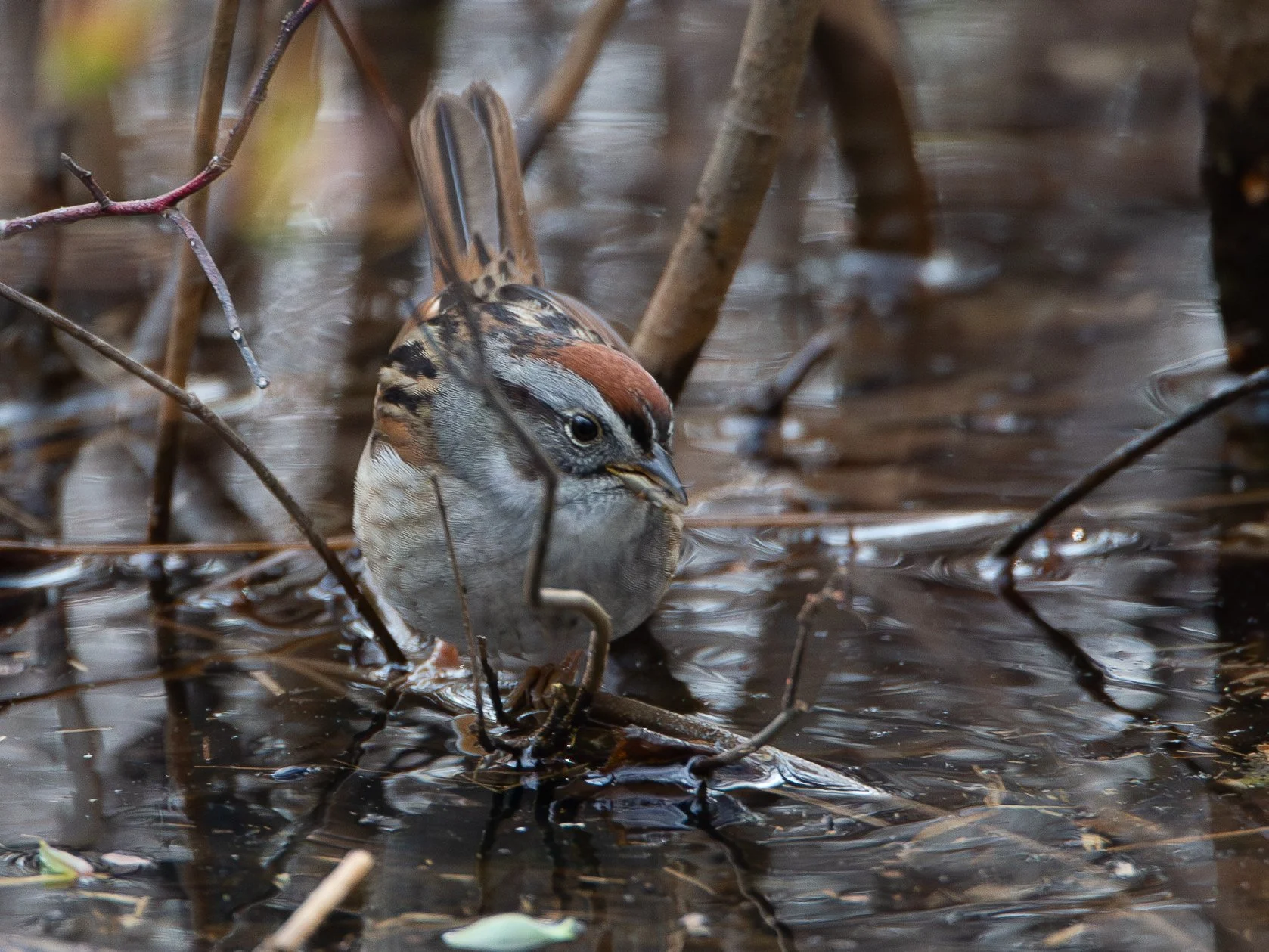 Swamp Sparrow