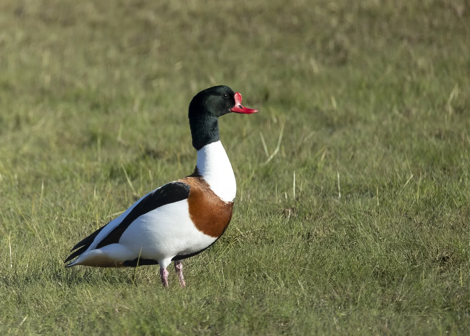 Common Shelduck