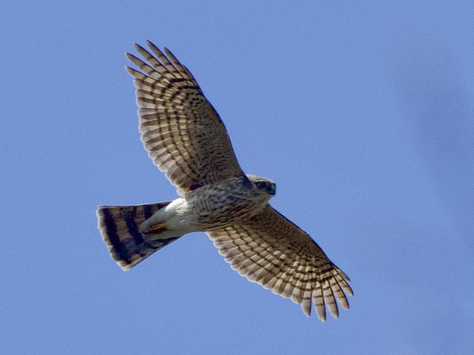 Sharp-shinned Hawk
