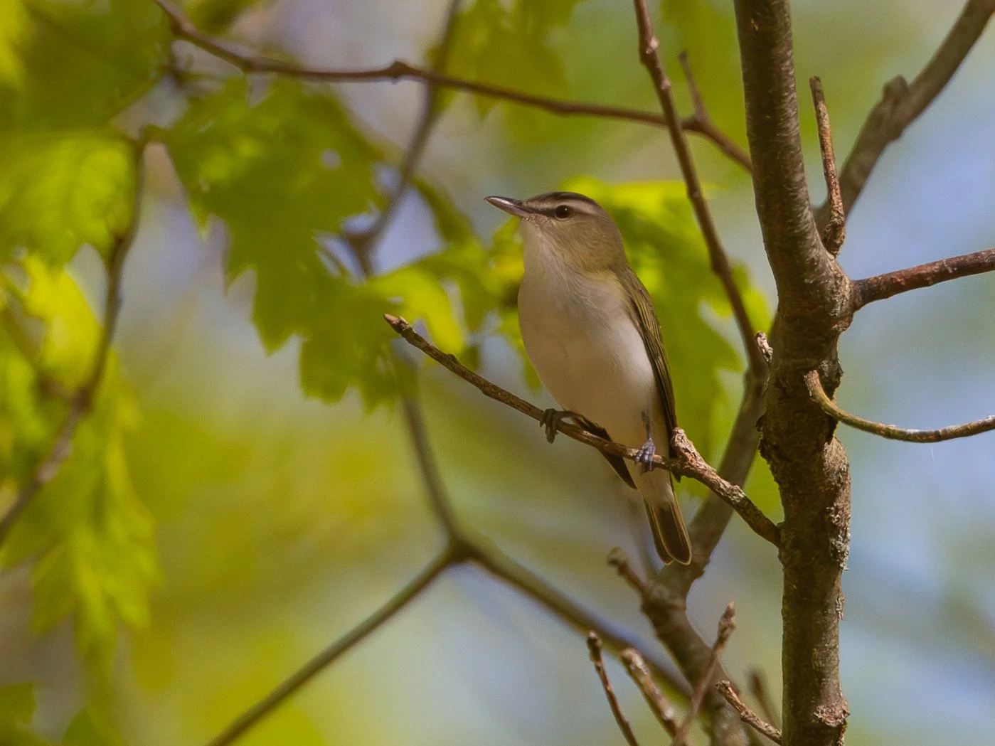 Red-eyed Vireo