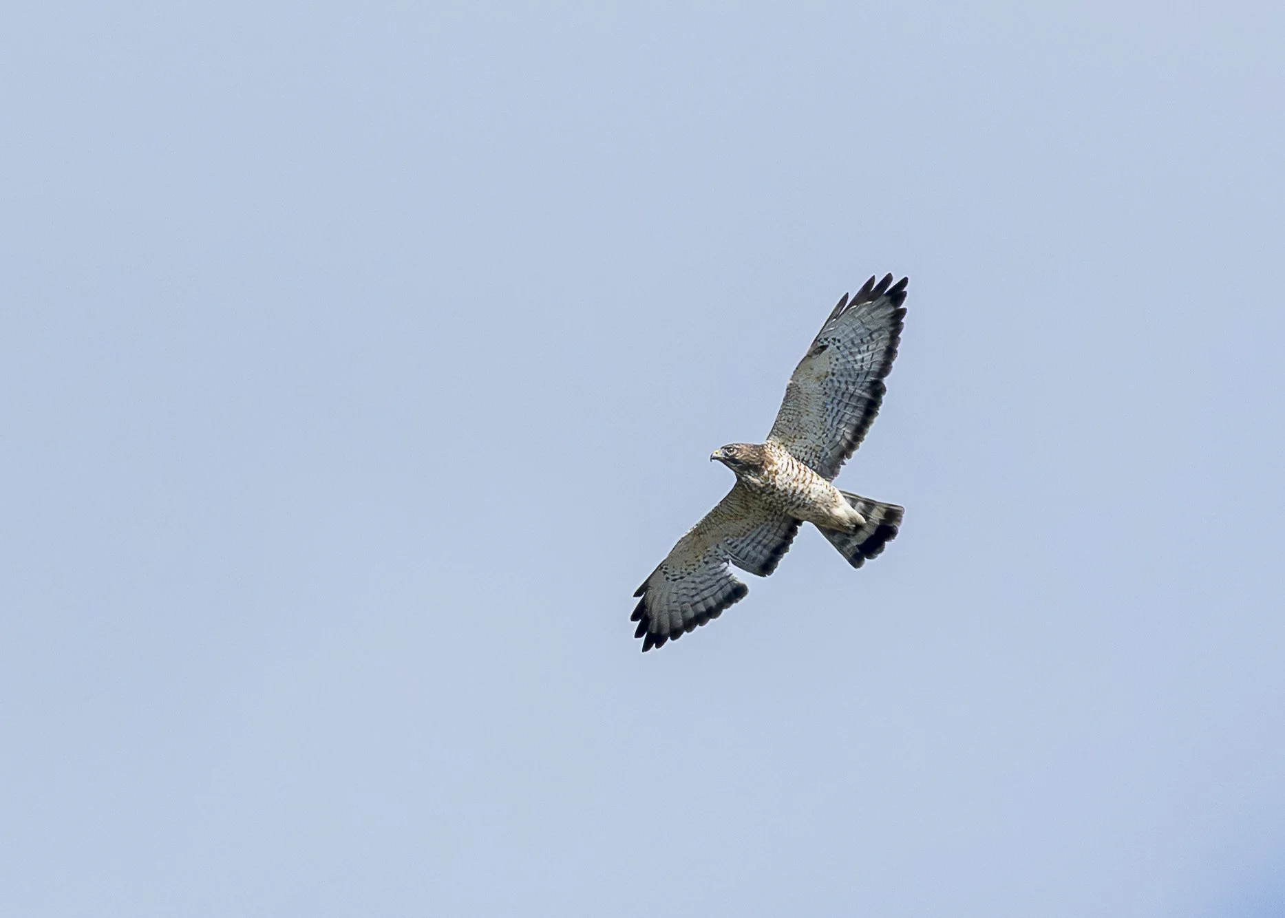 Broad-winged Hawk