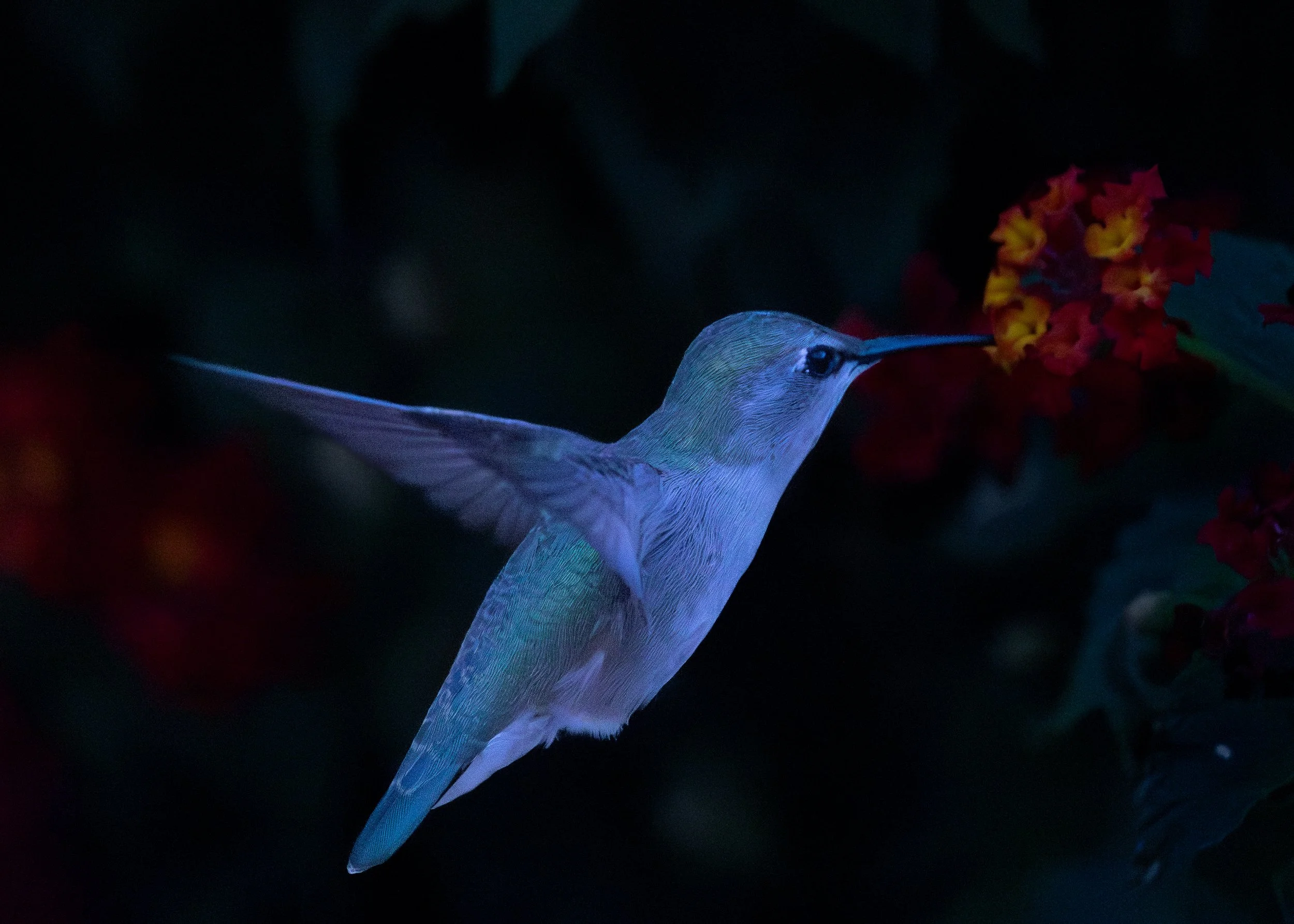 Anna's Hummingbird