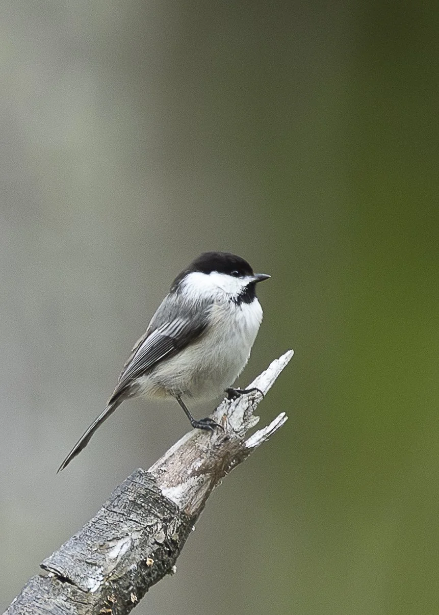 Black-capped Chickadee