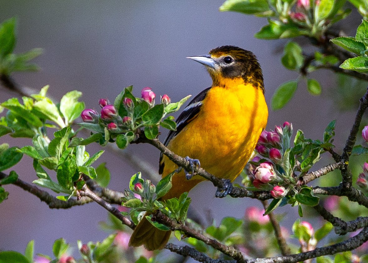 Baltimore Oriole (male)