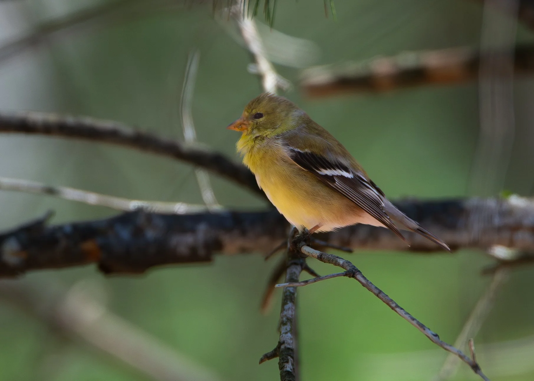 American Goldfinch (immature)