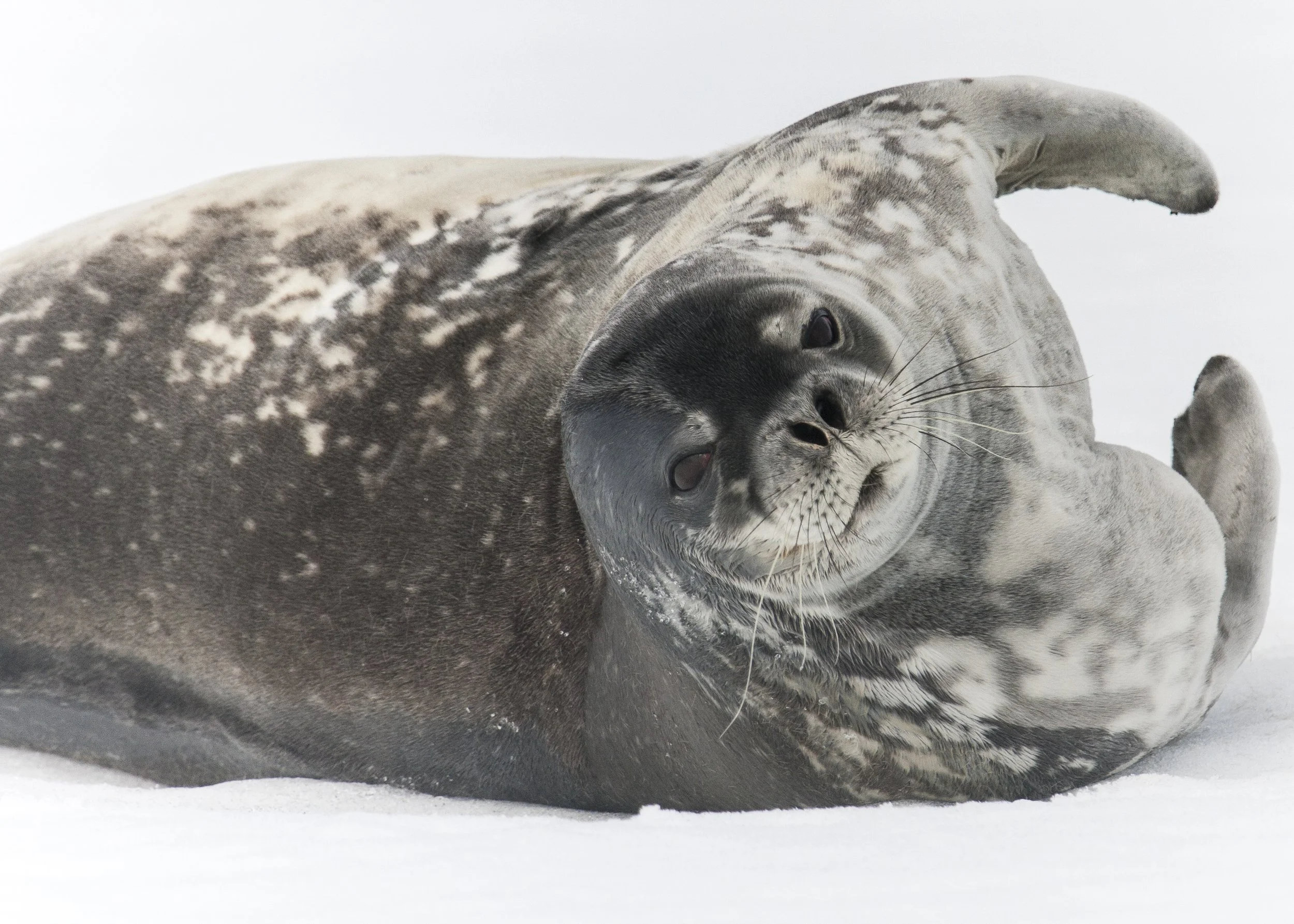 Waddell Seal