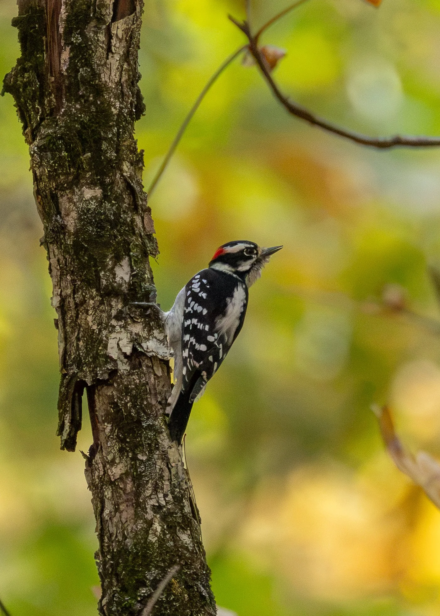 Downey Woodpecker