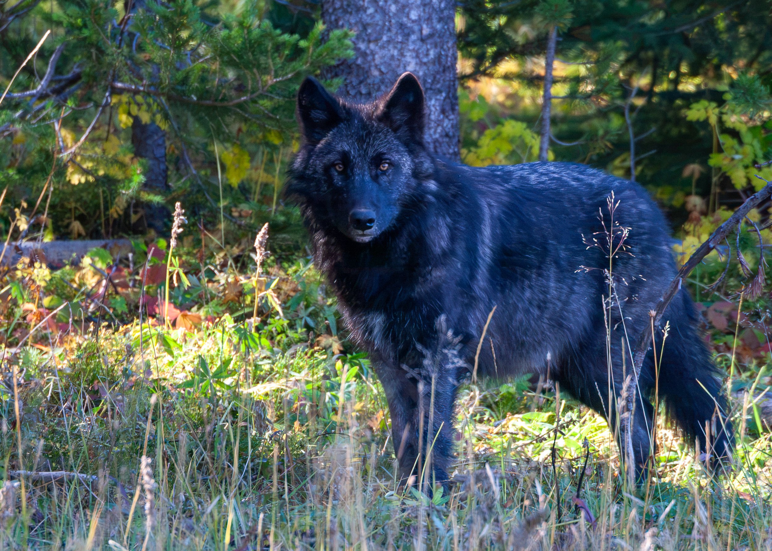 Gray Wolf